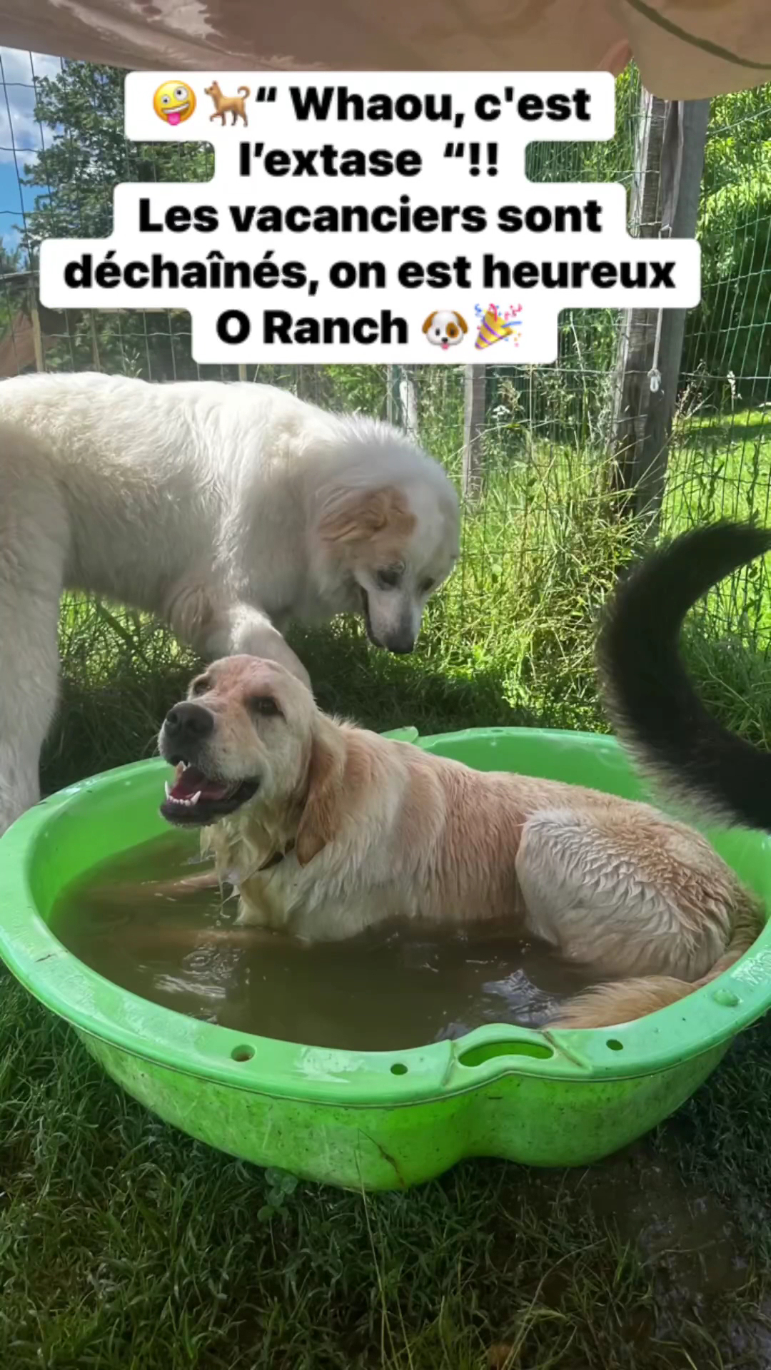 O Ranch Canin — photo