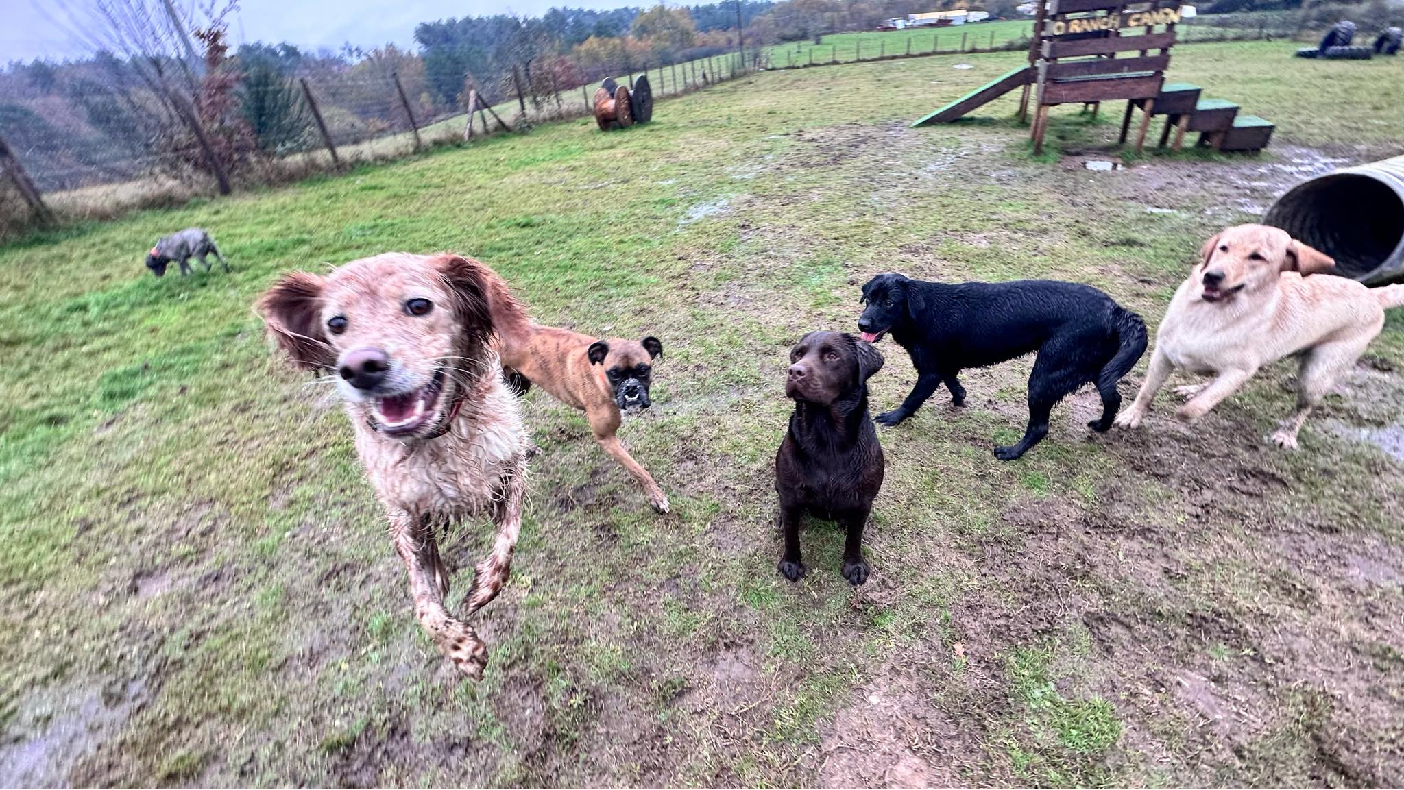 O Ranch Canin — photo