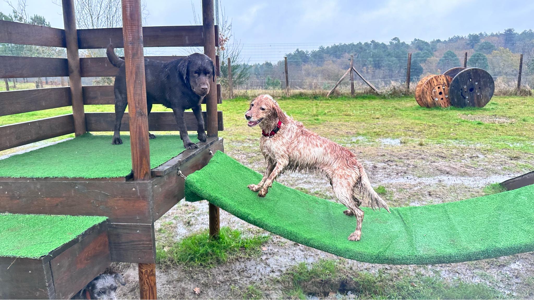 O Ranch Canin — photo