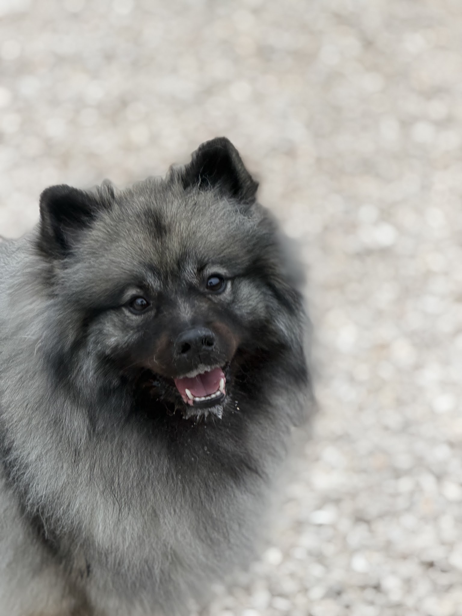 Pension canine Chez Léa — photo