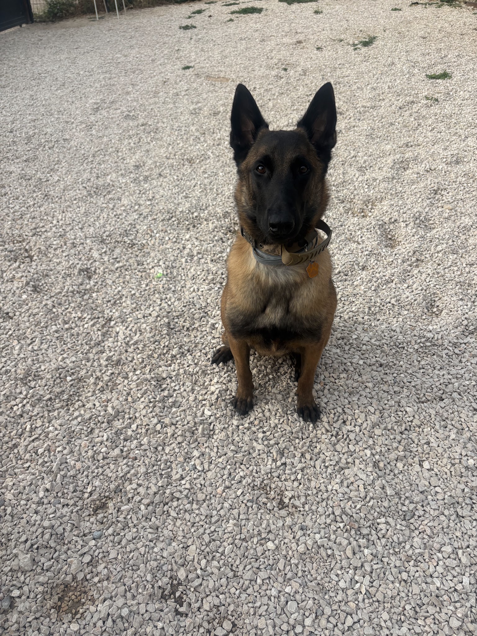 Pension canine Chez Léa — photo