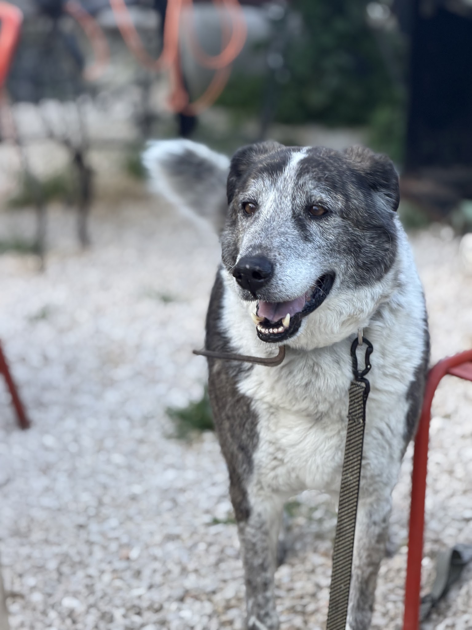 Pension canine Chez Léa — photo