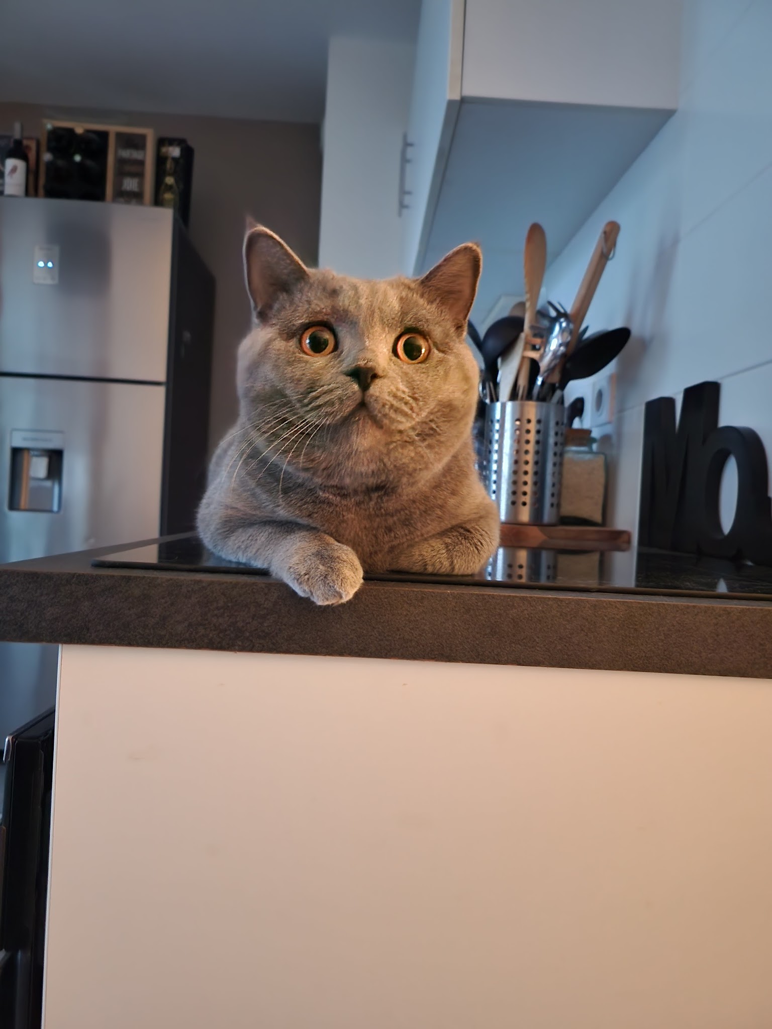 Allo Zouzou 87 — photo