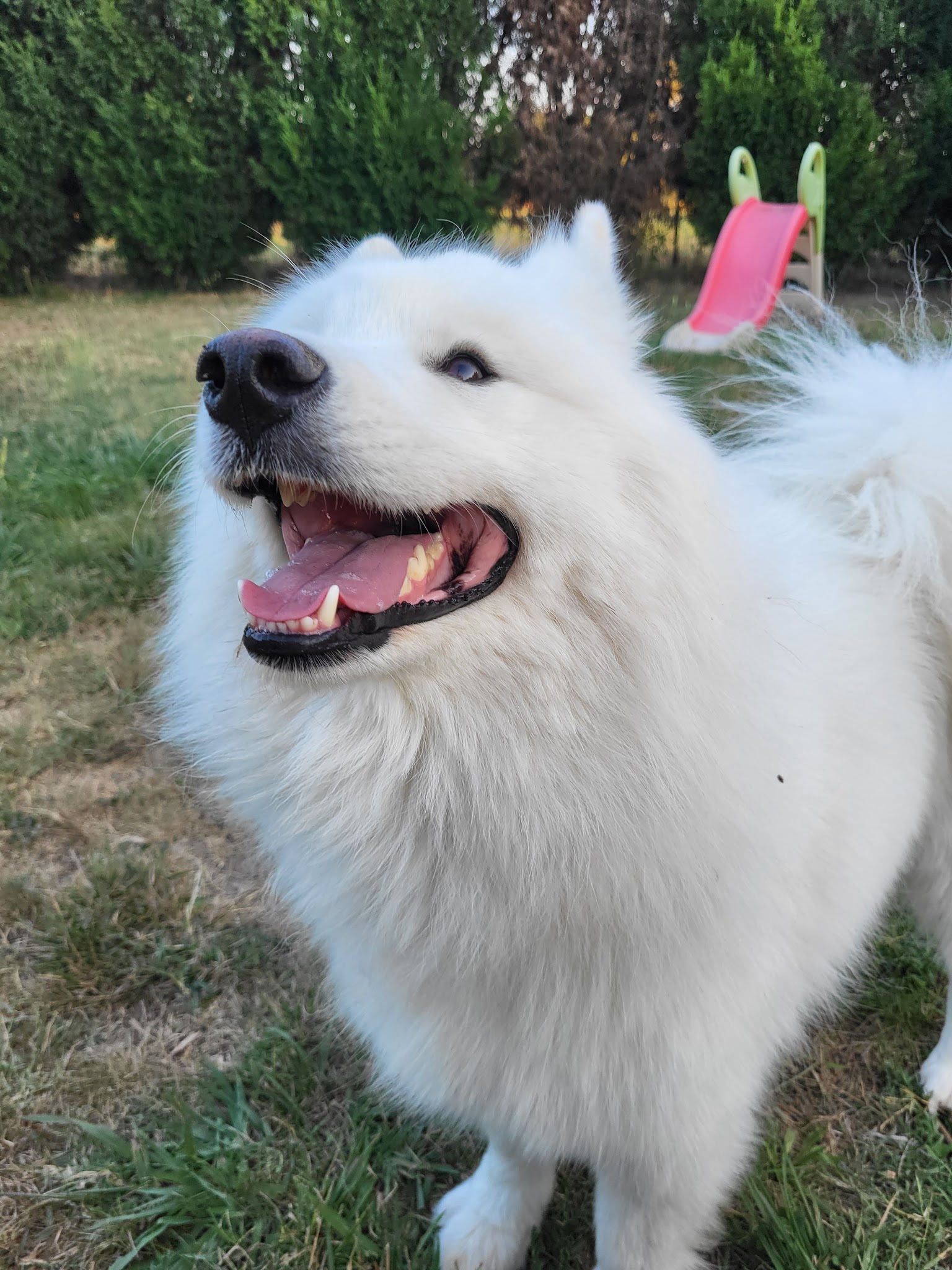 NatureOpattes By Syl, Médiation par l'animal - Professeure de DOGA - Education canine & Loisirs — photo