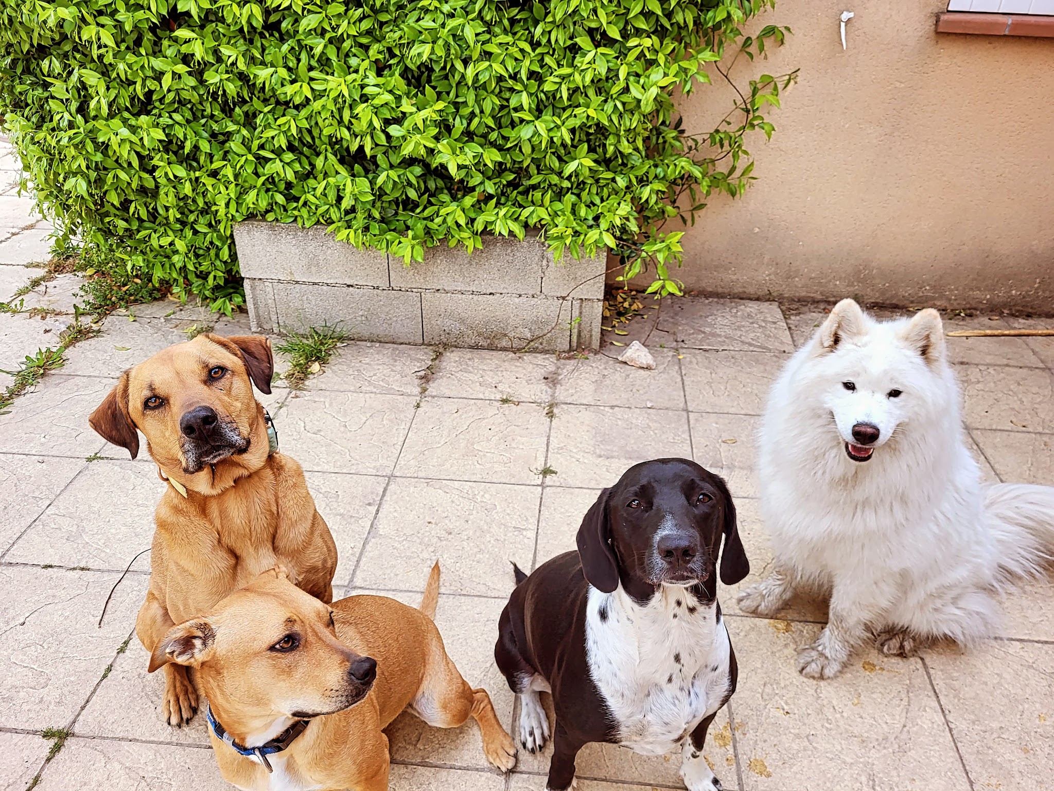 NatureOpattes By Syl, Médiation par l'animal - Professeure de DOGA - Education canine & Loisirs — photo