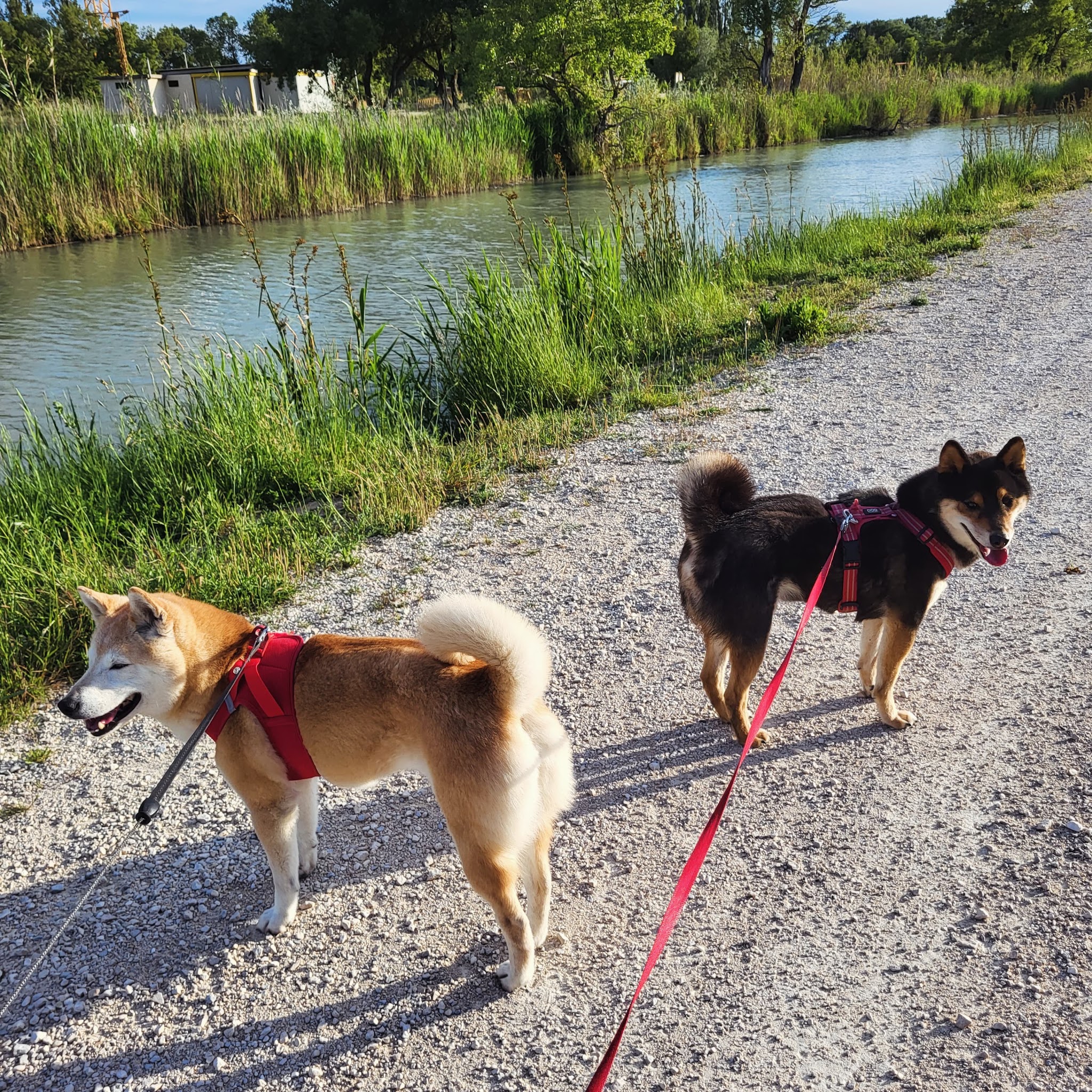 NatureOpattes By Syl, Médiation par l'animal - Professeure de DOGA - Education canine & Loisirs — photo