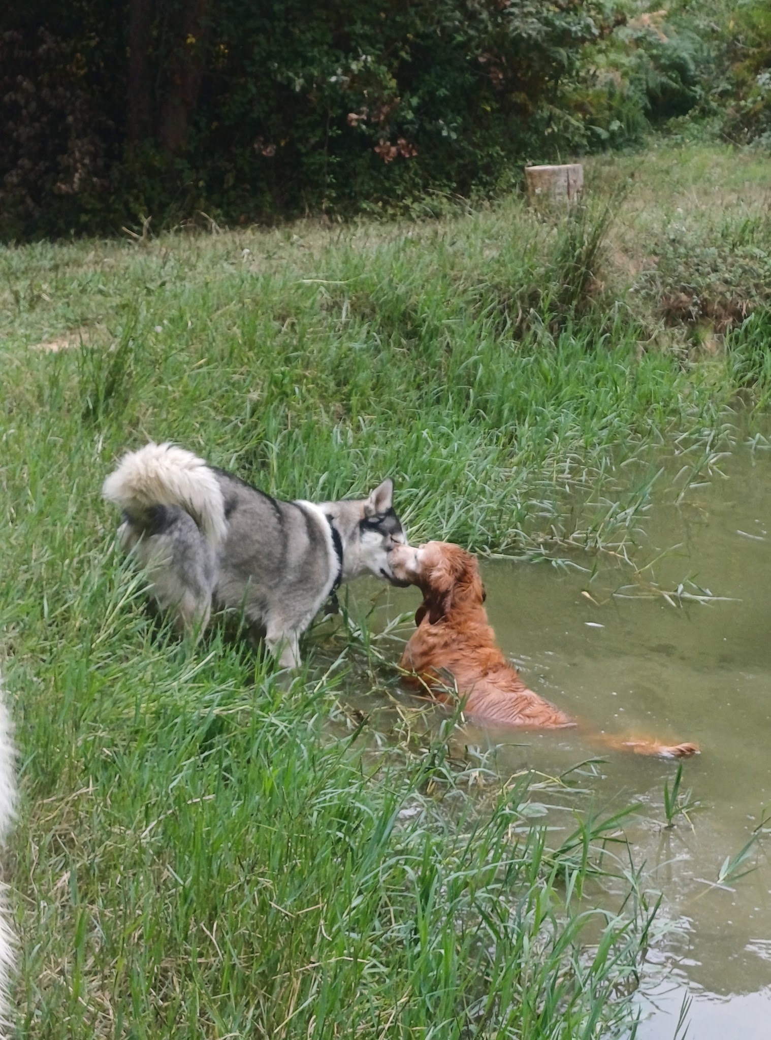 Com.des chiens éducation canine pension — photo