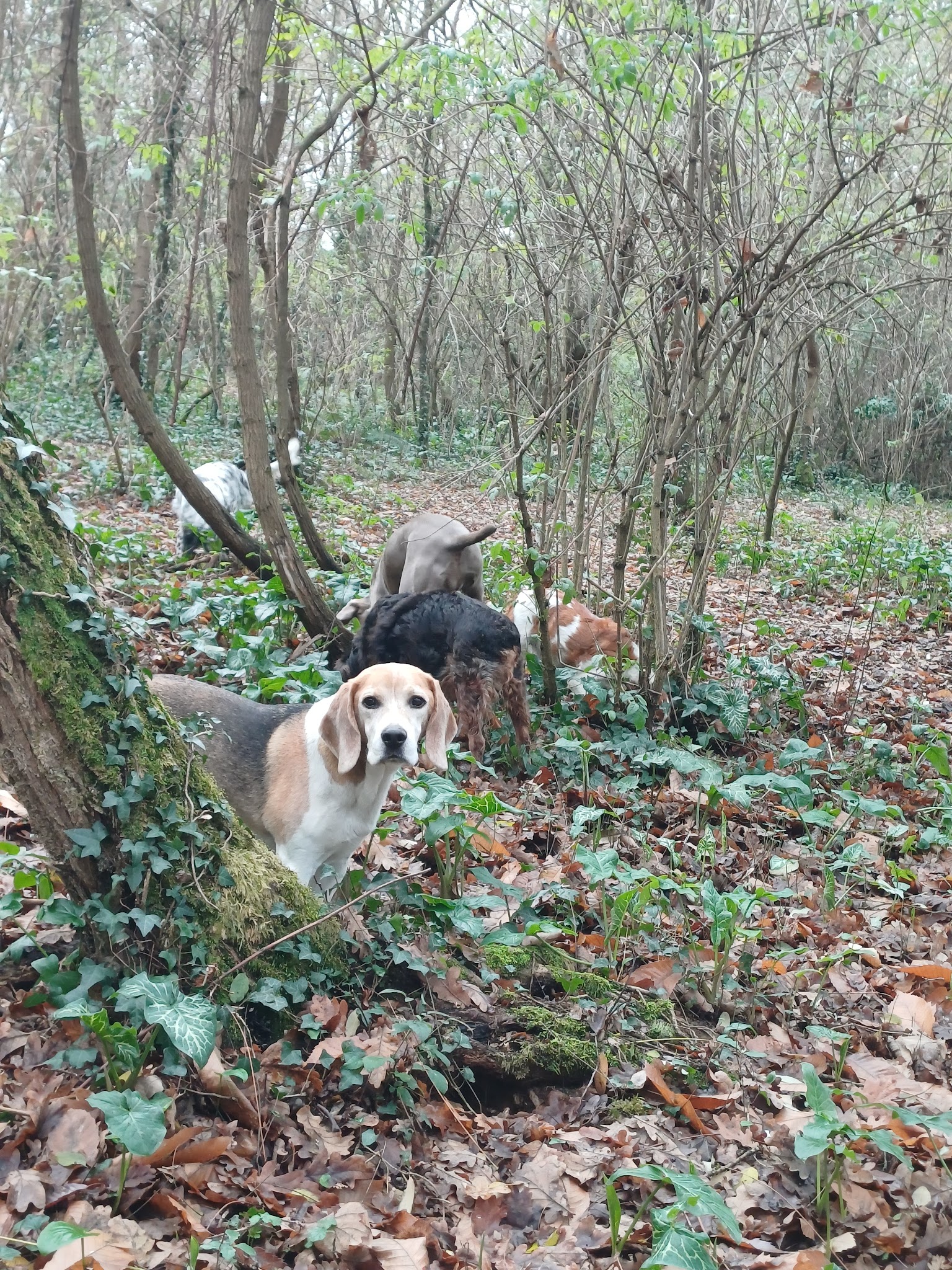 Com.des chiens éducation canine pension