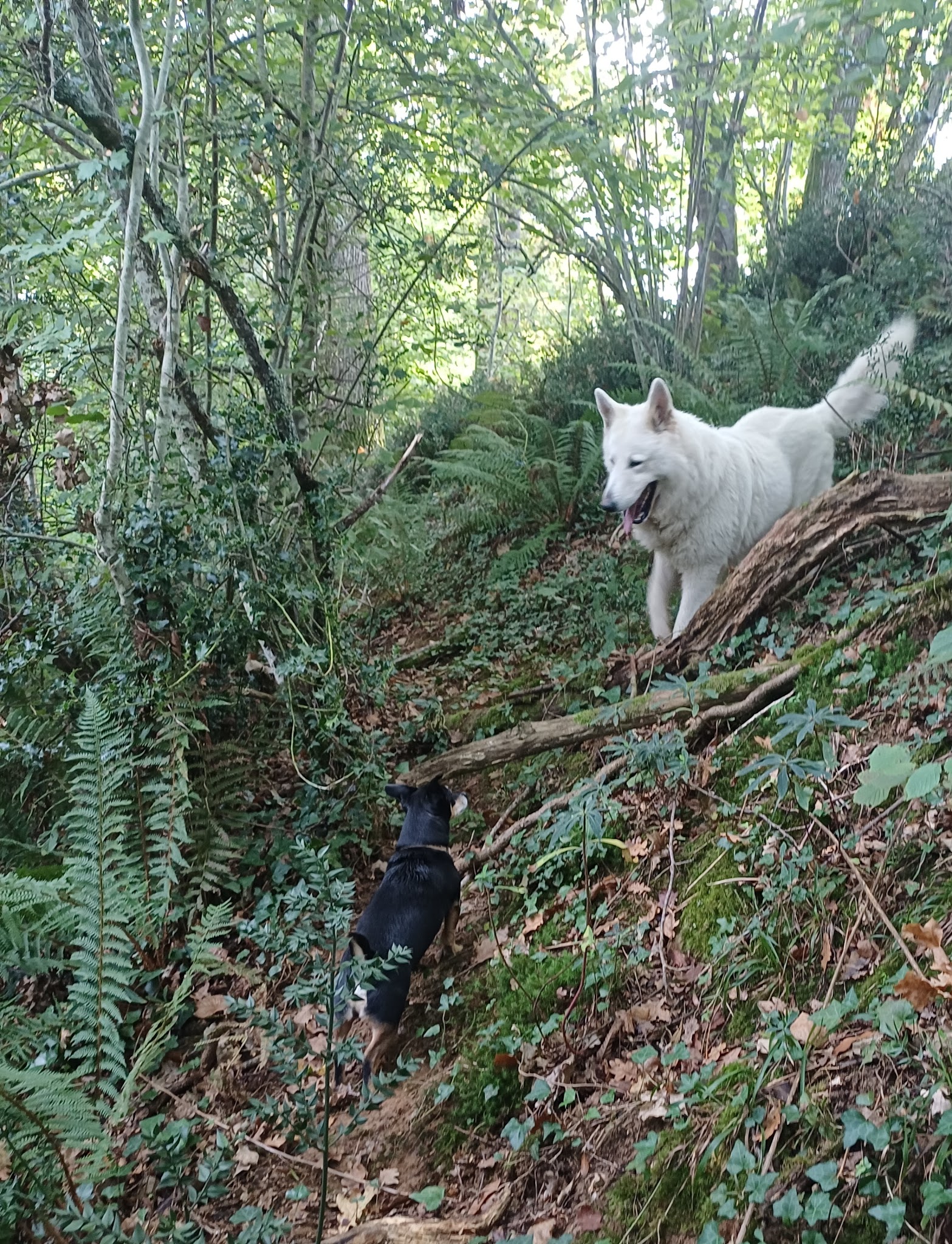Com.des chiens éducation canine pension — photo