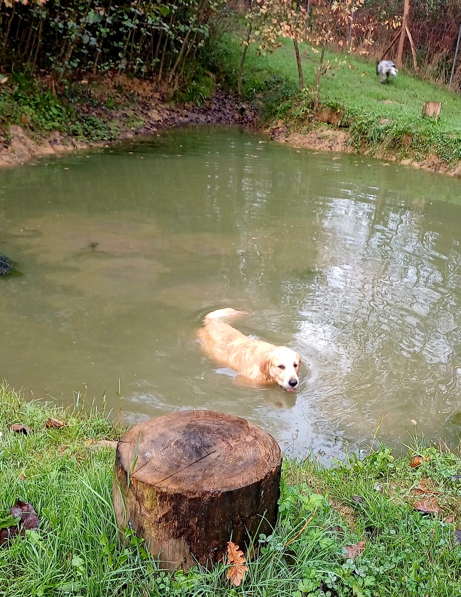 Com.des chiens éducation canine pension — photo