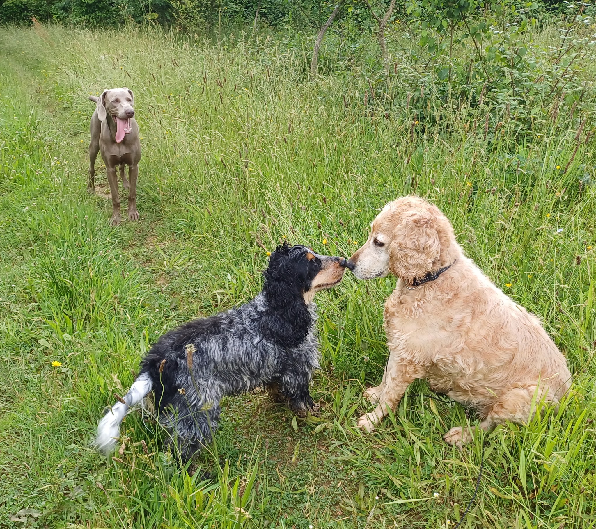 Com.des chiens éducation canine pension — photo