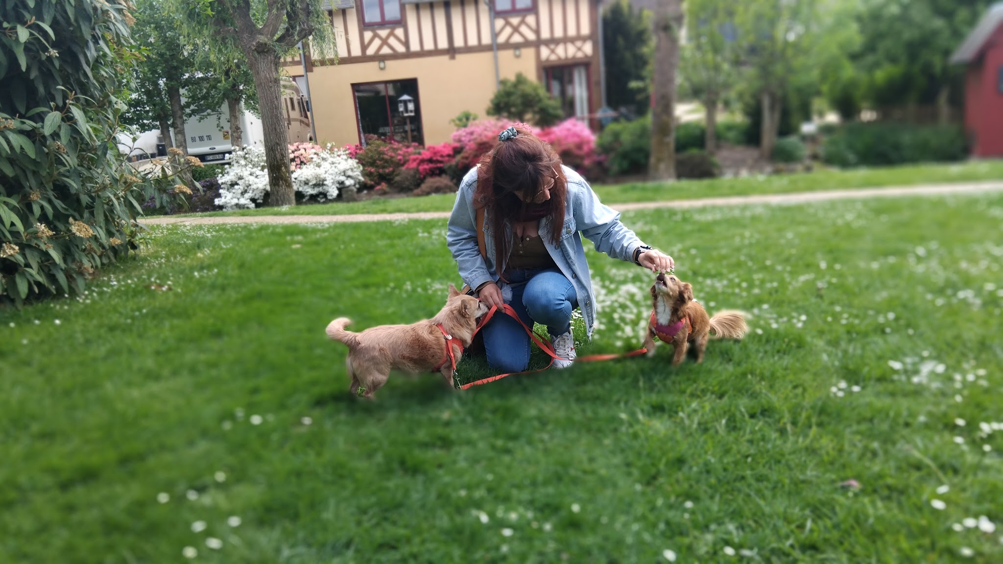 Paw’sitive - Education et comportement canin — photo