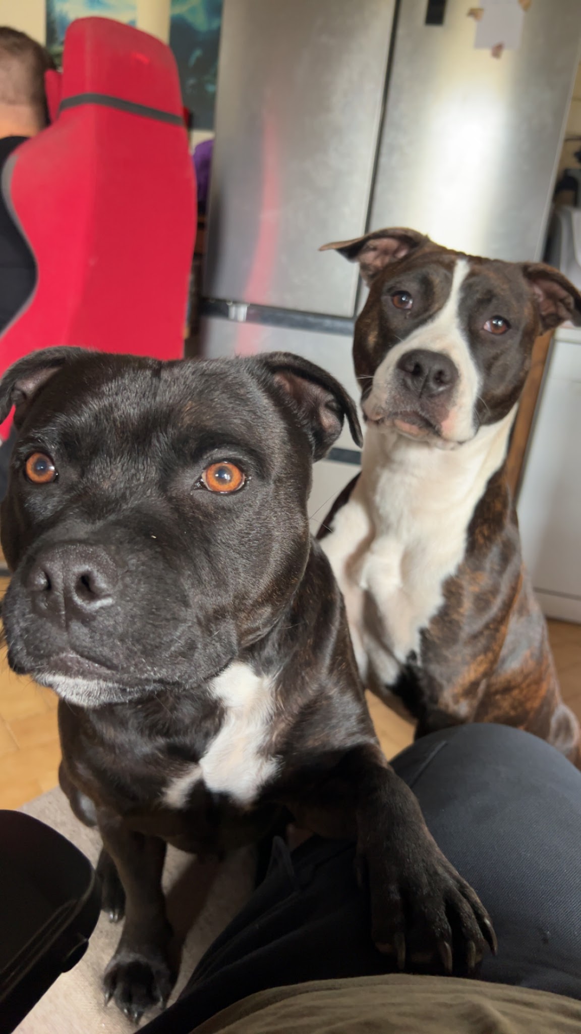 Paw’sitive - Education et comportement canin