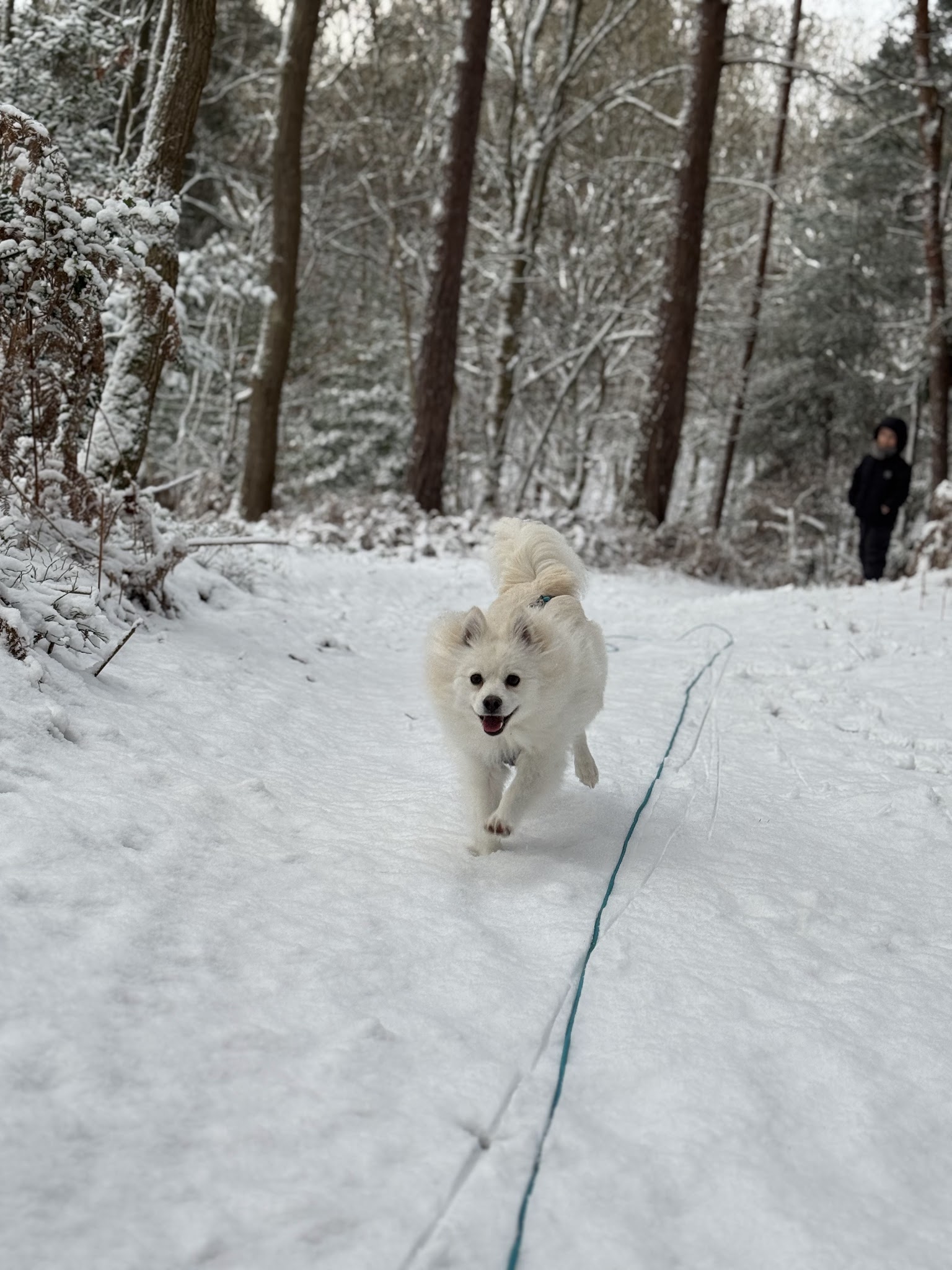 Paw’sitive - Education et comportement canin — photo