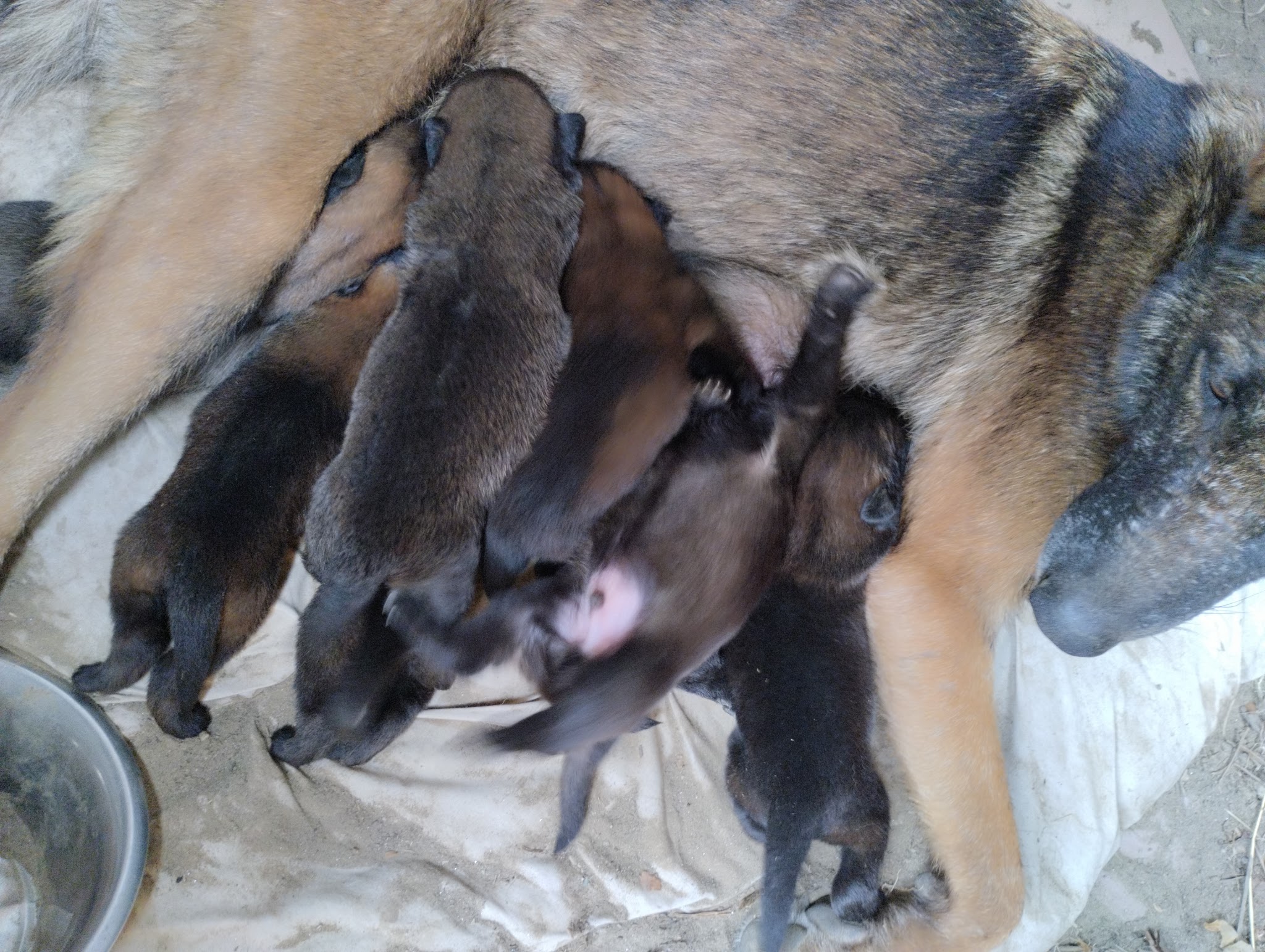 Kn1dognose Élevage de Malinois & pension canine — photo