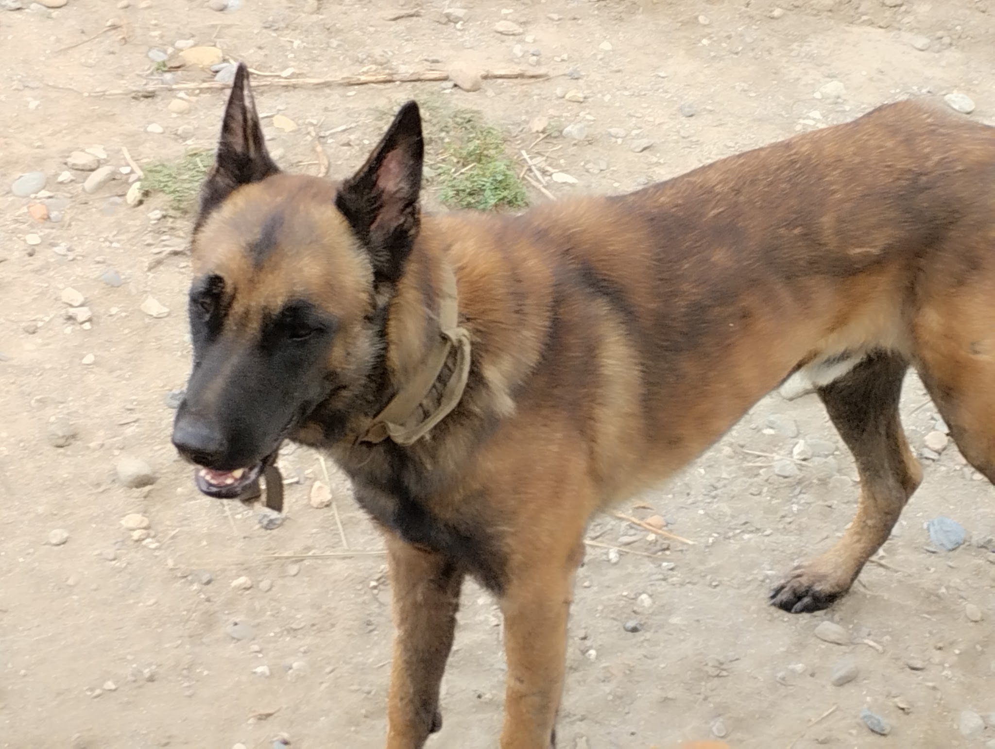 Kn1dognose Élevage de Malinois & pension canine — photo