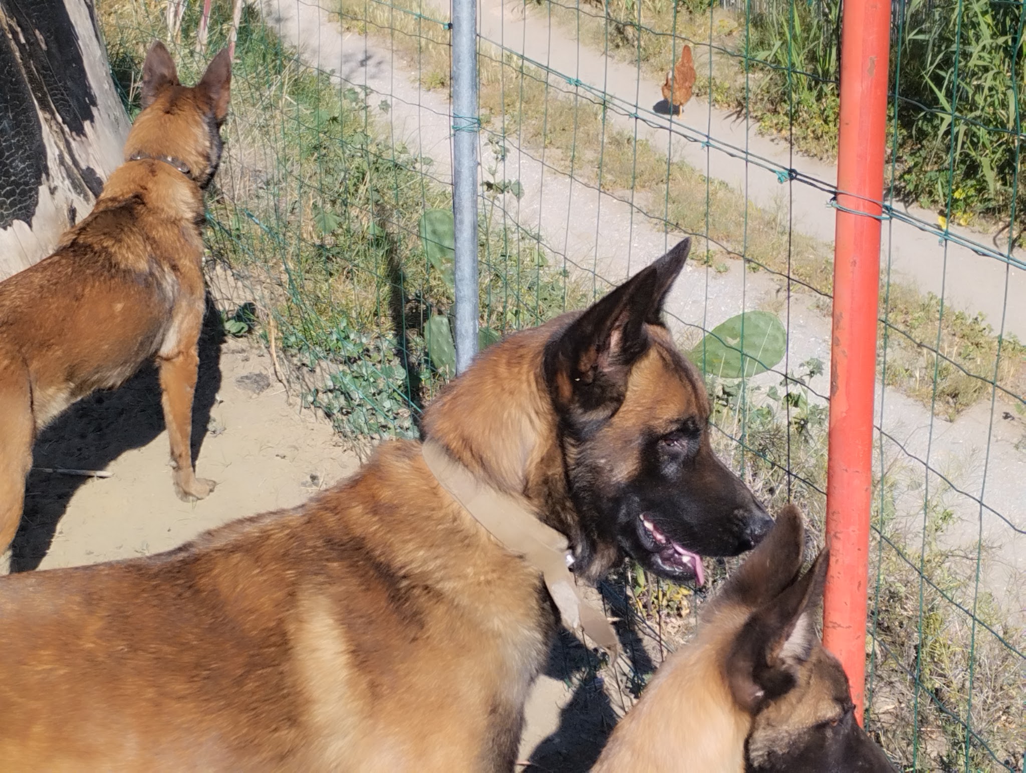 Kn1dognose Élevage de Malinois & pension canine — photo