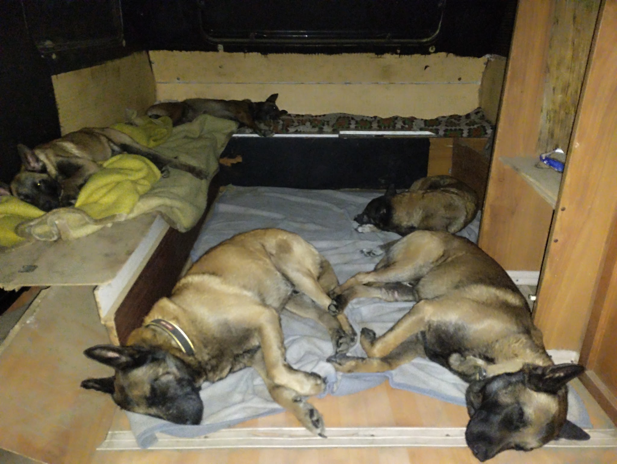 Kn1dognose Élevage de Malinois & pension canine — photo