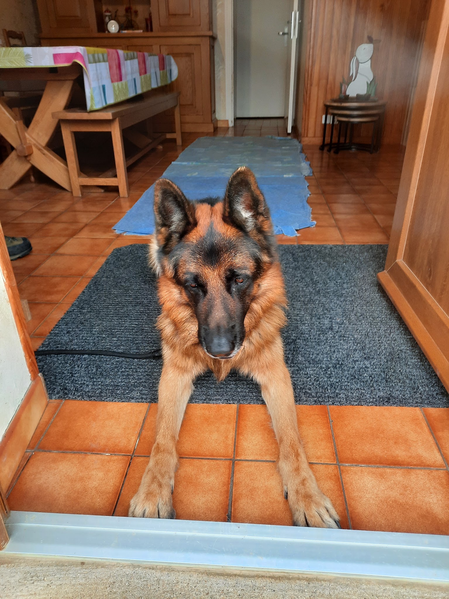 Des Légendaires Nahauri : Berger allemand, Golden retriever| Pension/éducation canine| Alimentation — photo