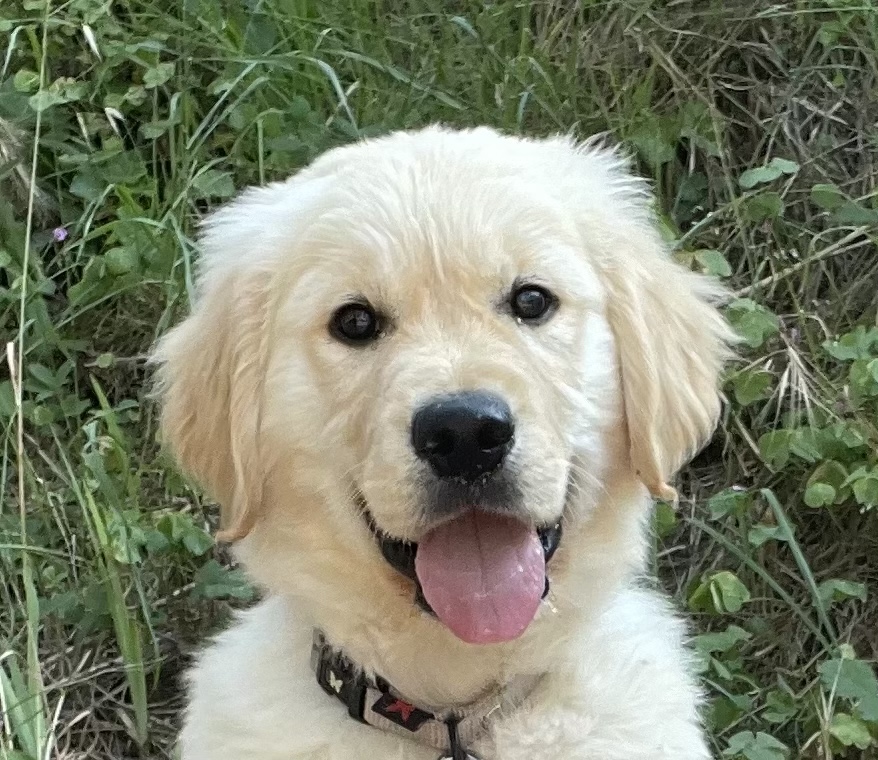 Des Légendaires Nahauri : Berger allemand, Golden retriever| Pension/éducation canine| Alimentation — photo