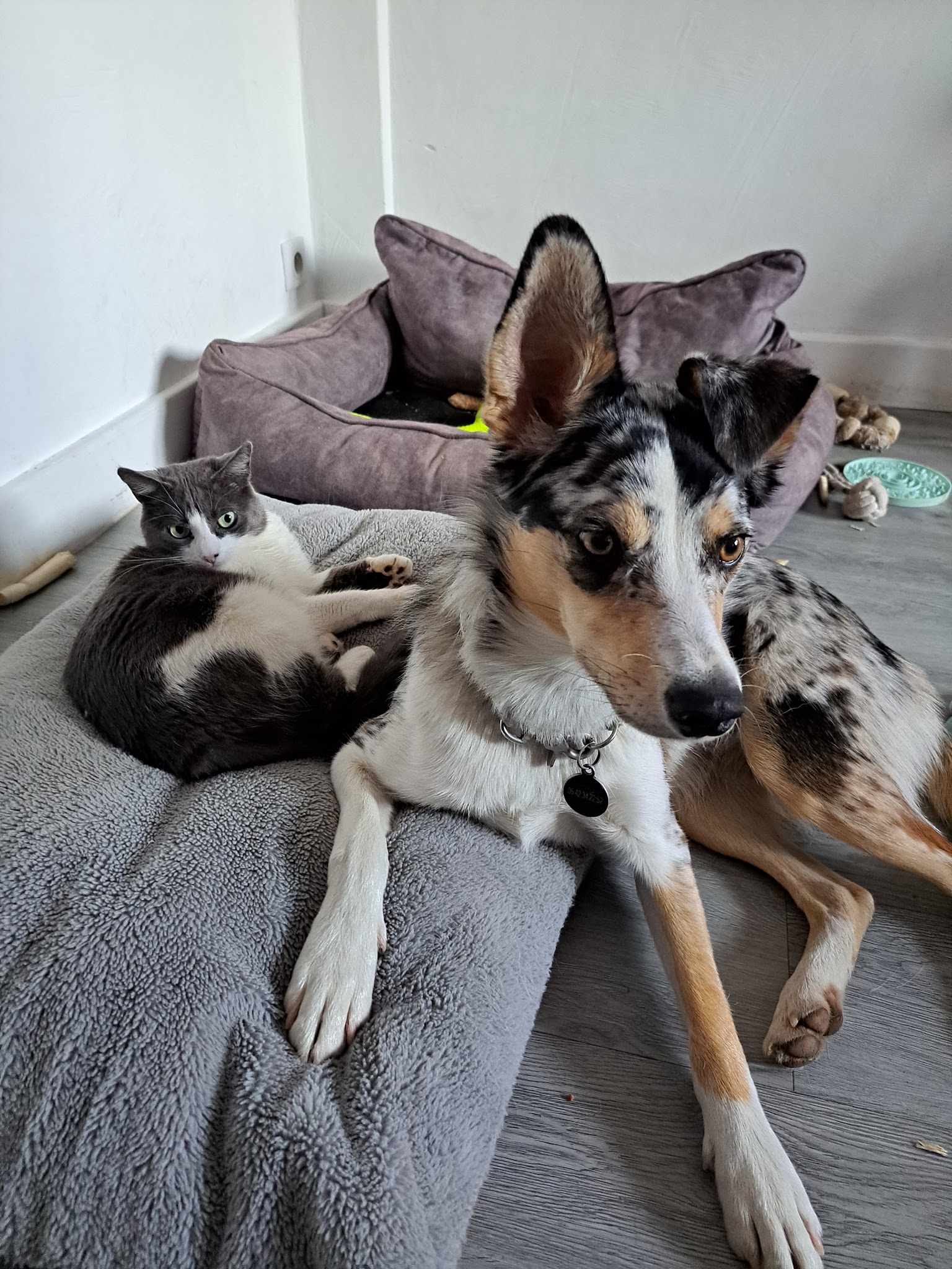 Pawssion — photo