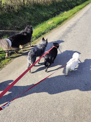 ODATeam, Educateur Canin, Comportementaliste Animalier, Pet sitter, Pension familiale