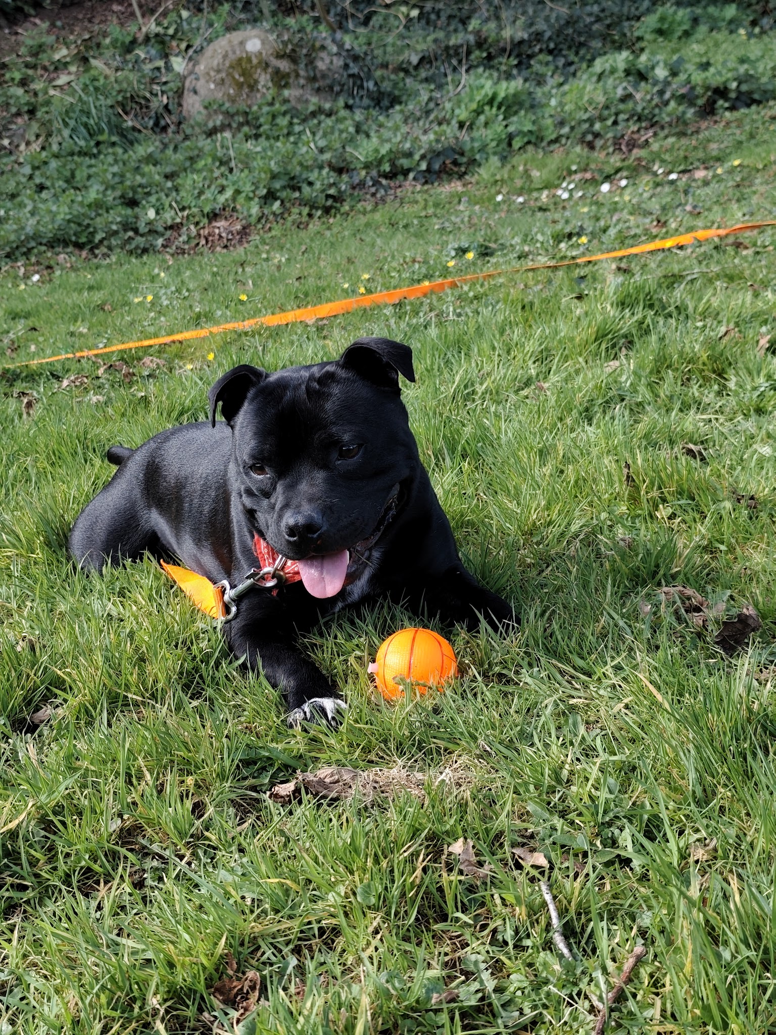 ODATeam, Educateur Canin, Comportementaliste Animalier, Pet sitter, Pension familiale — photo
