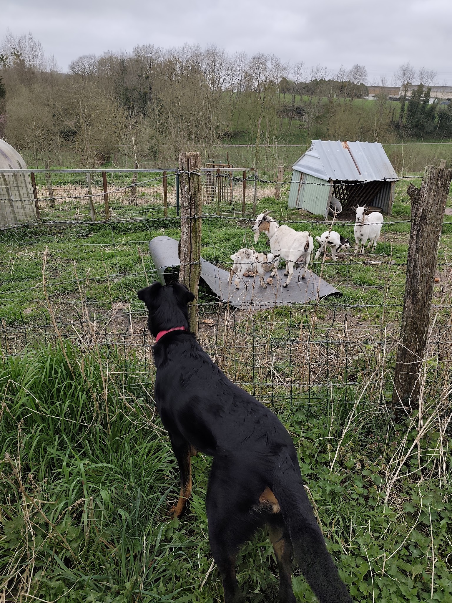 ODATeam, Educateur Canin, Comportementaliste Animalier, Pet sitter, Pension familiale — photo