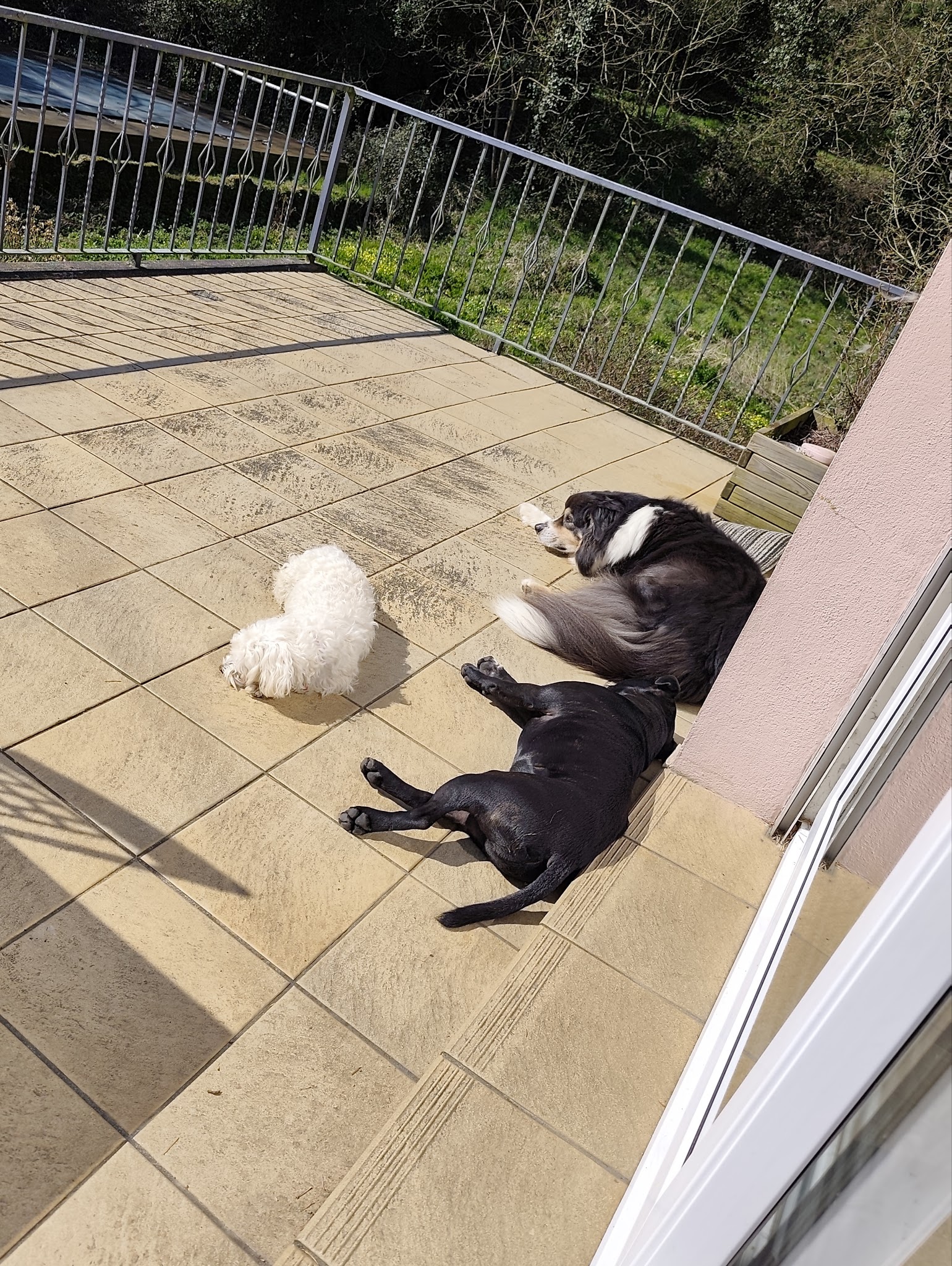 ODATeam, Educateur Canin, Comportementaliste Animalier, Pet sitter, Pension familiale — photo