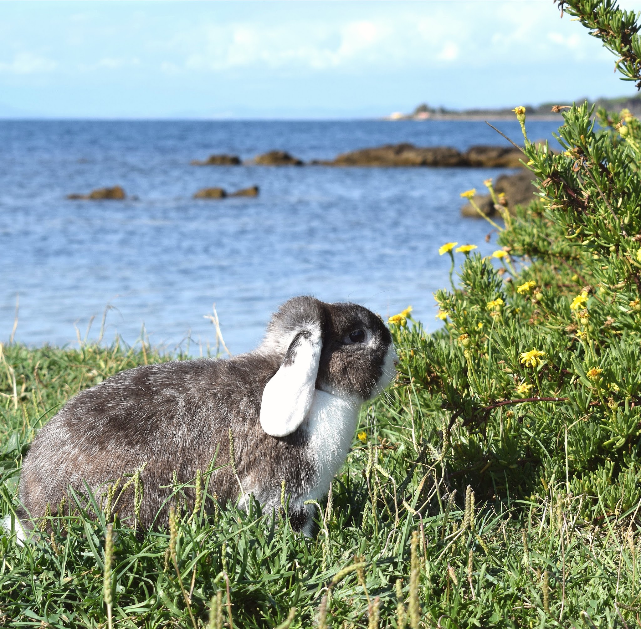 La Compagnie des N.A.C — photo