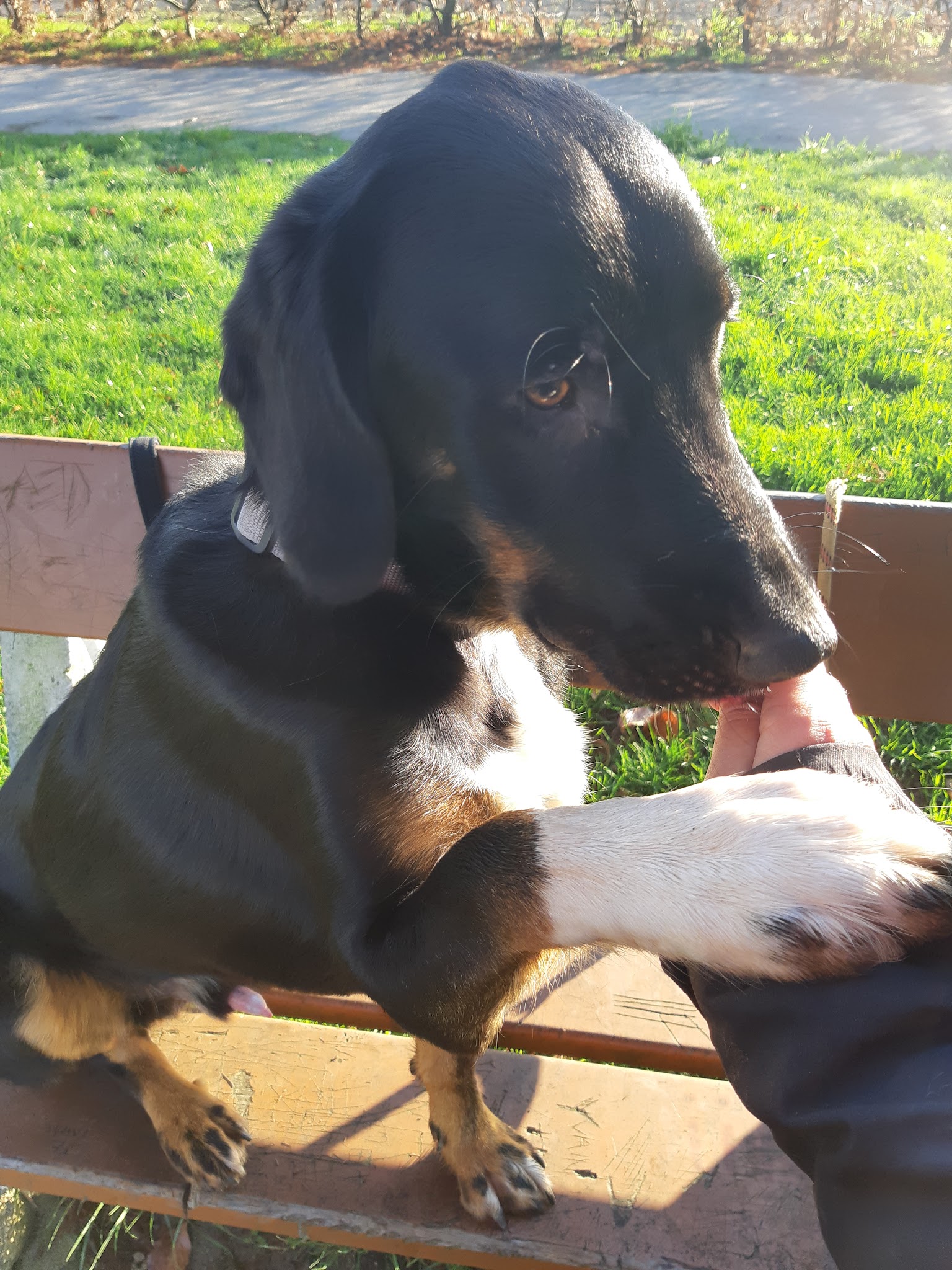 Jina Unis Sans Laisse - Julie Lomel - Garde d'animaux à domicile et éducation canine en Mayenne 53 — photo