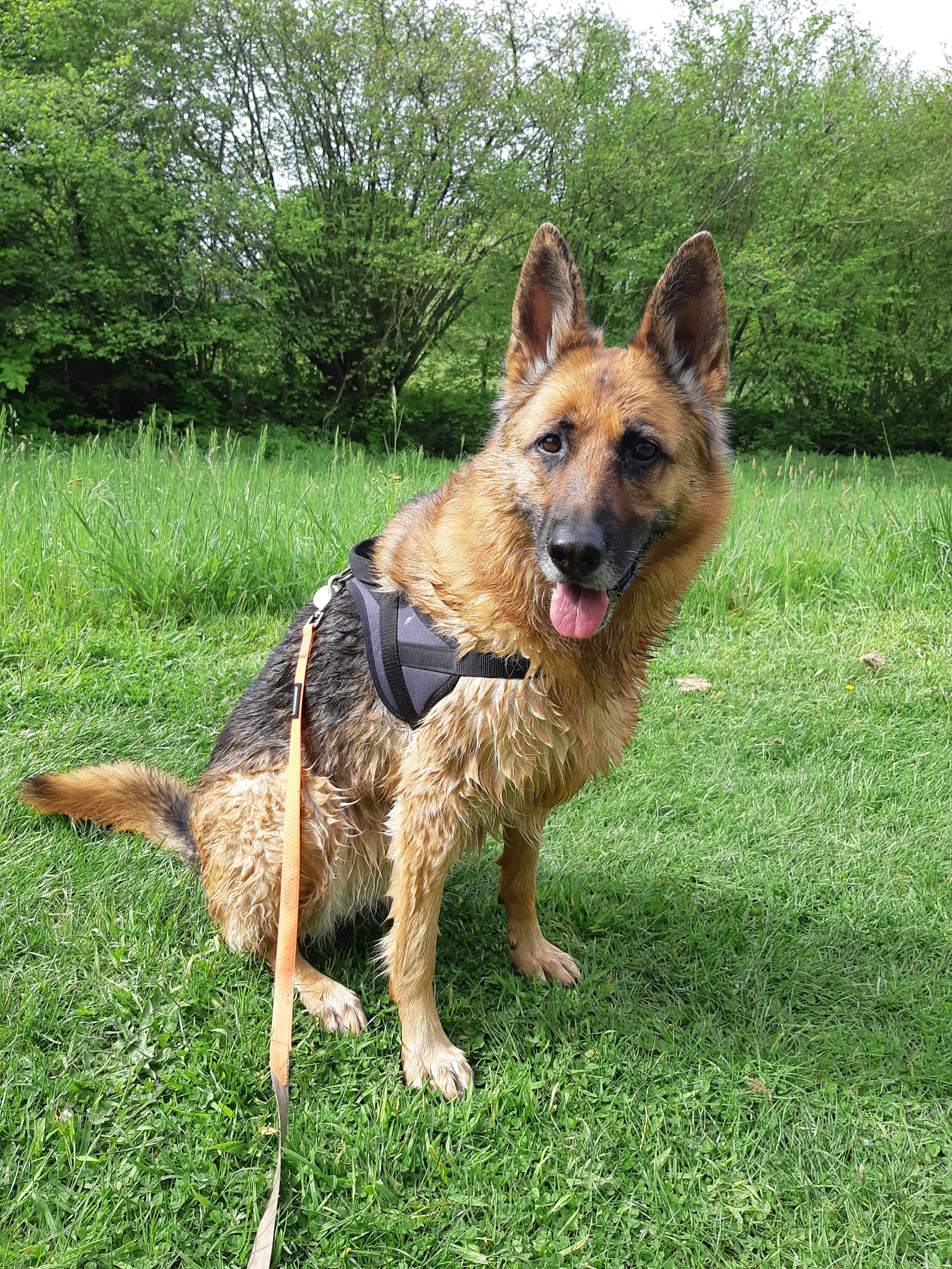 Jina Unis Sans Laisse - Julie Lomel - Garde d'animaux à domicile et éducation canine en Mayenne 53 — photo