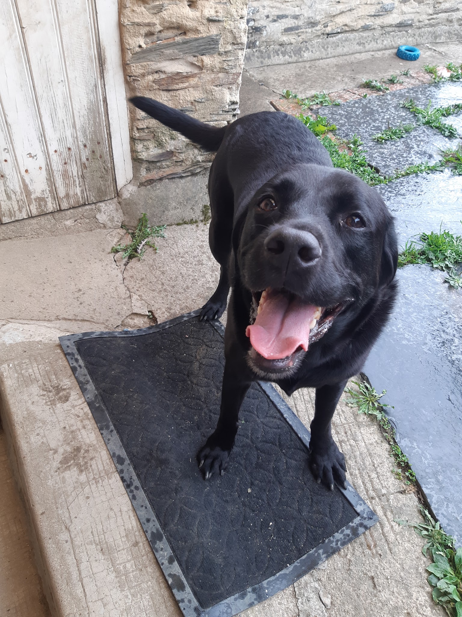 Jina Unis Sans Laisse - Julie Lomel - Garde d'animaux à domicile et éducation canine en Mayenne 53 — photo