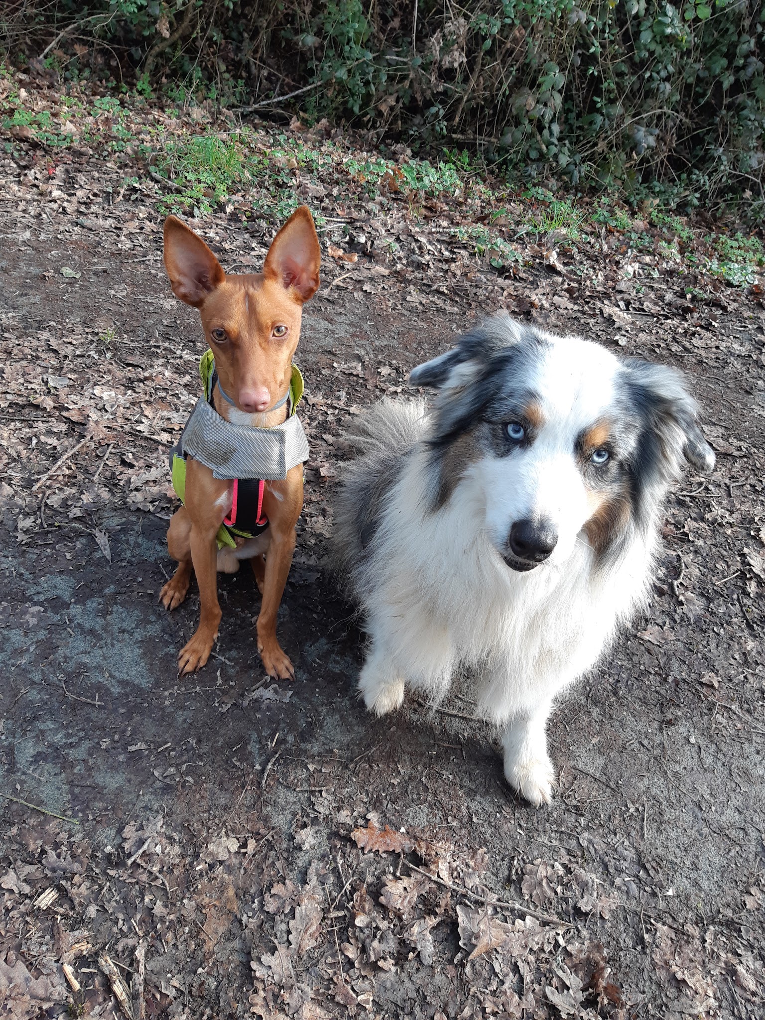 Jina Unis Sans Laisse - Julie Lomel - Garde d'animaux à domicile et éducation canine en Mayenne 53