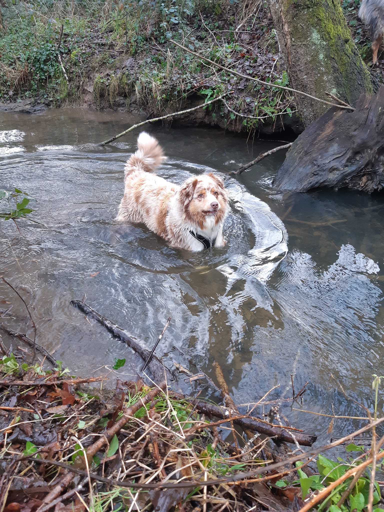 Jina Unis Sans Laisse - Julie Lomel - Garde d'animaux à domicile et éducation canine en Mayenne 53 — photo