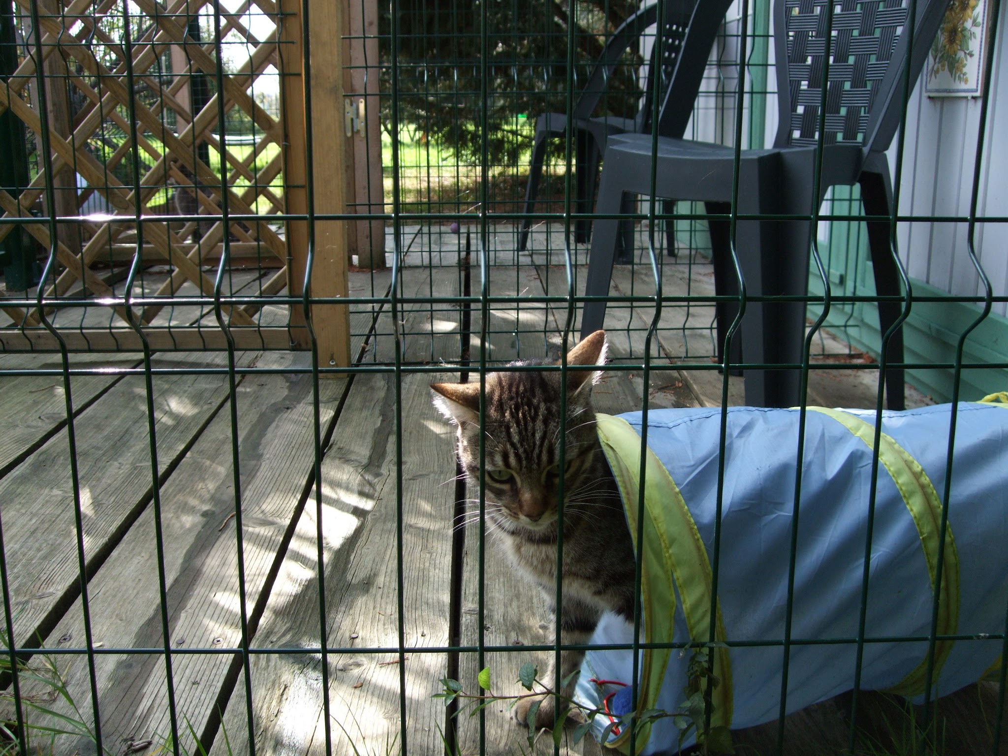 Utopia garde d’animaux 23 — photo