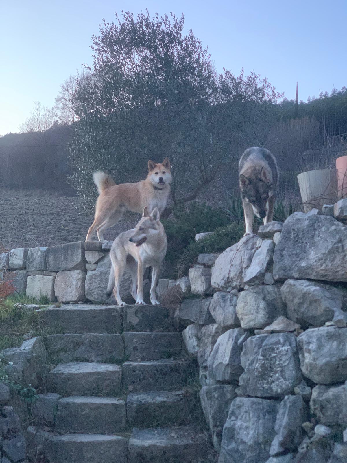 Pension Canine Zaltana