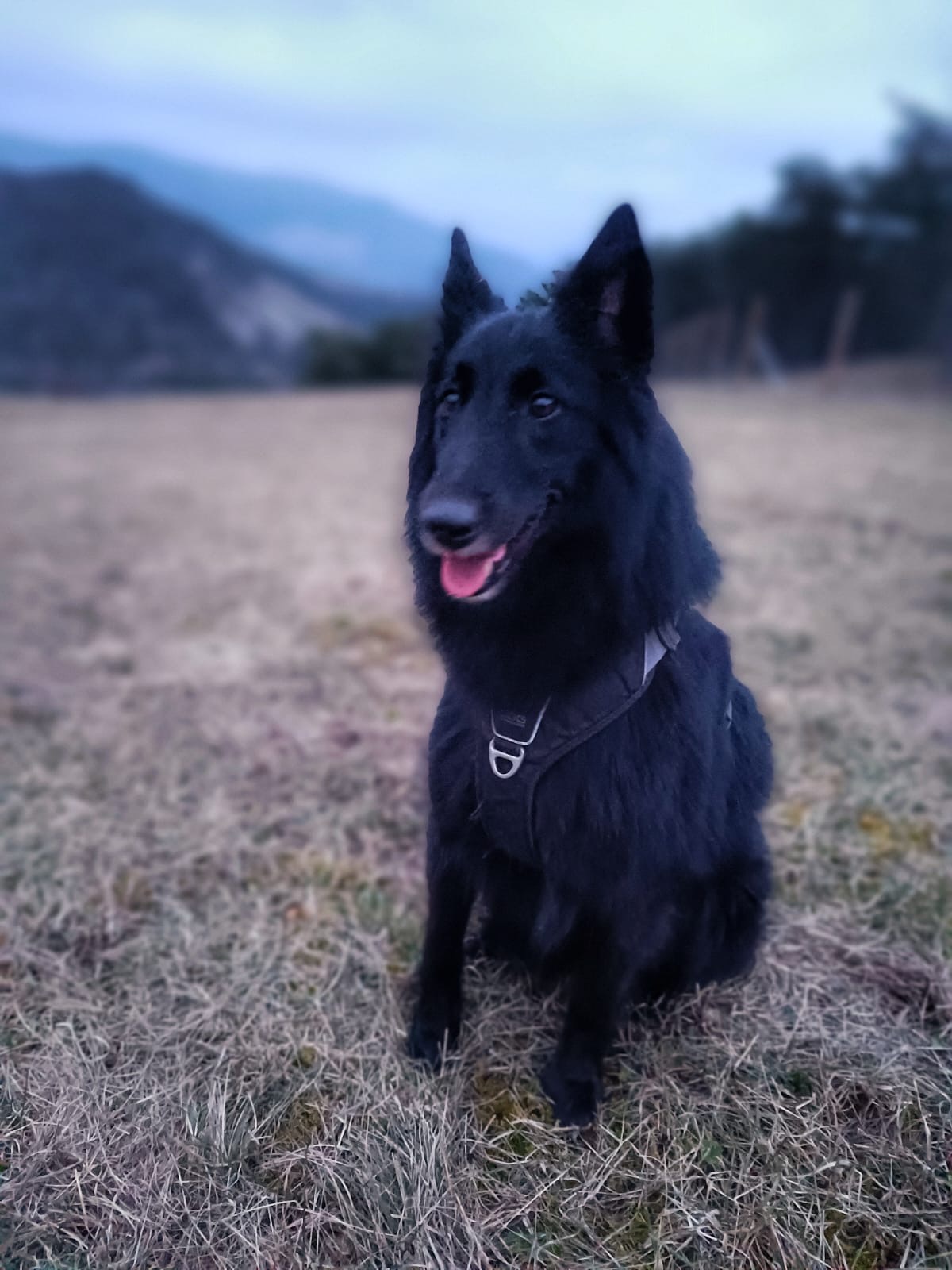 Pension Canine Zaltana — photo