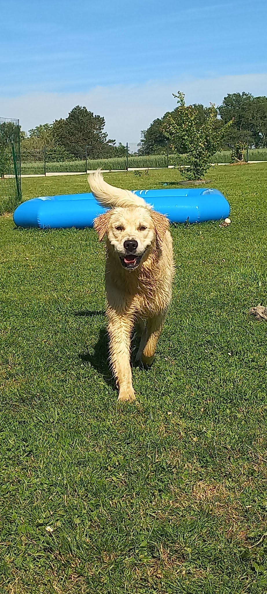 Pension canine familiale Croc la vie