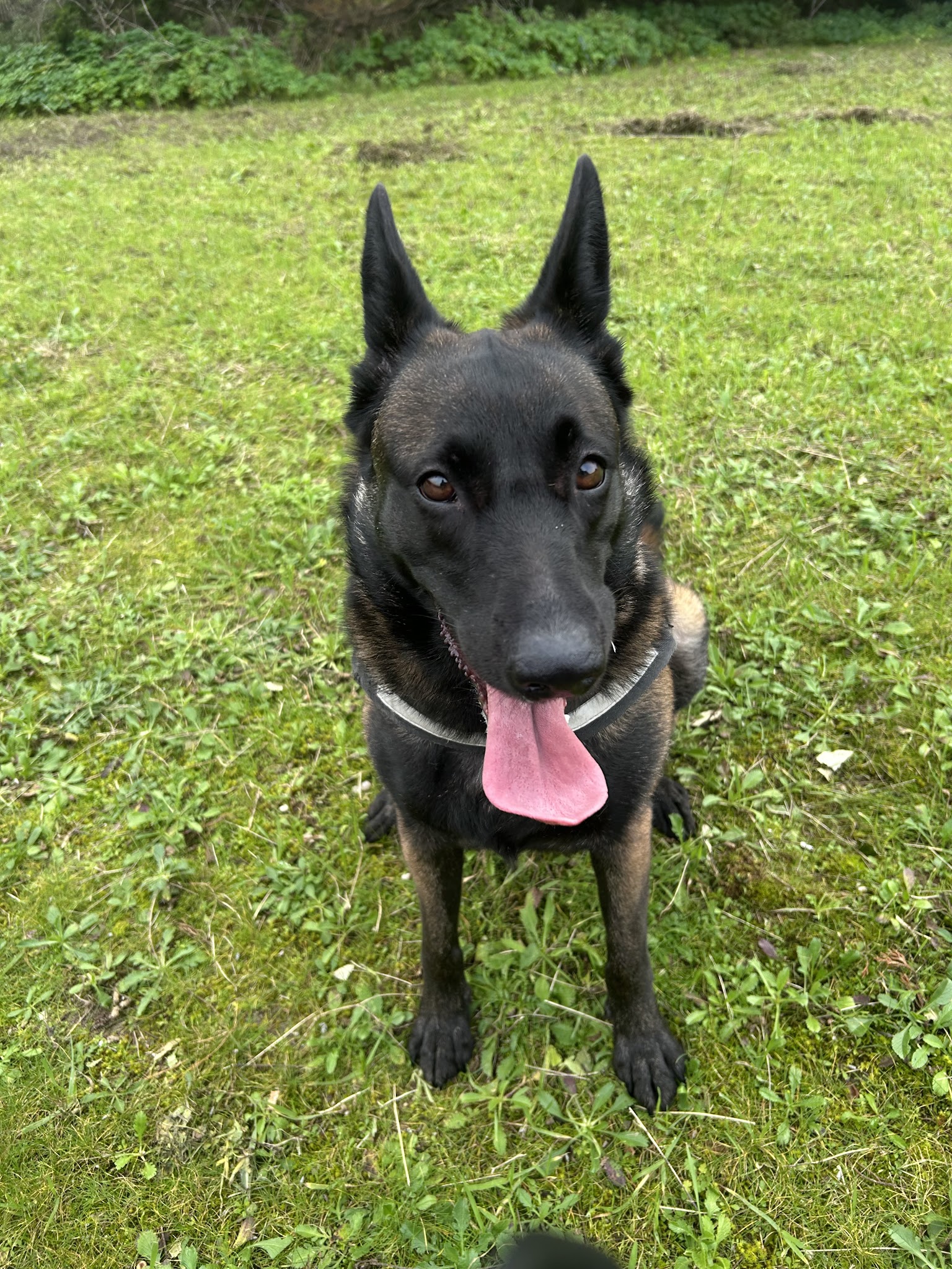 Pension canine familiale Croc la vie — photo