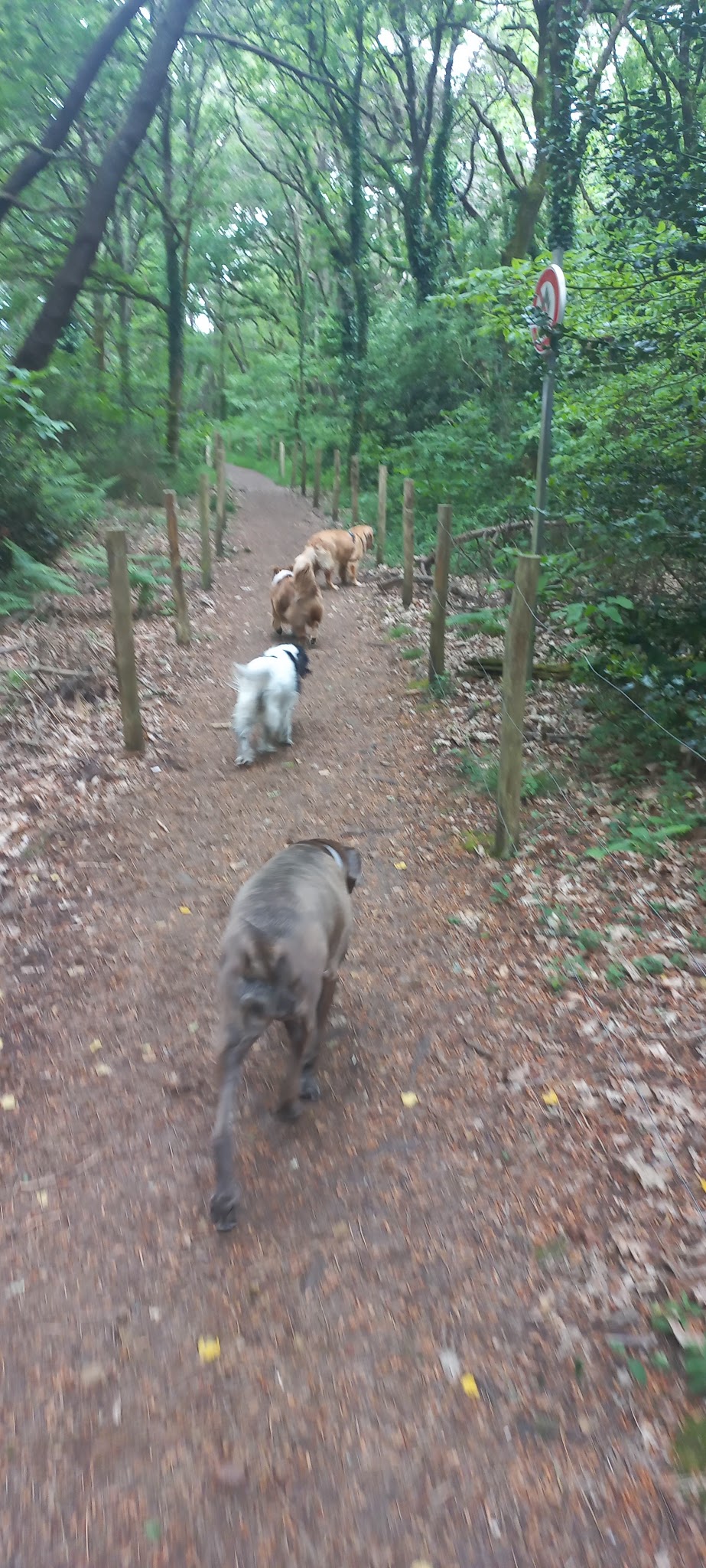 Pension canine familiale Croc la vie — photo