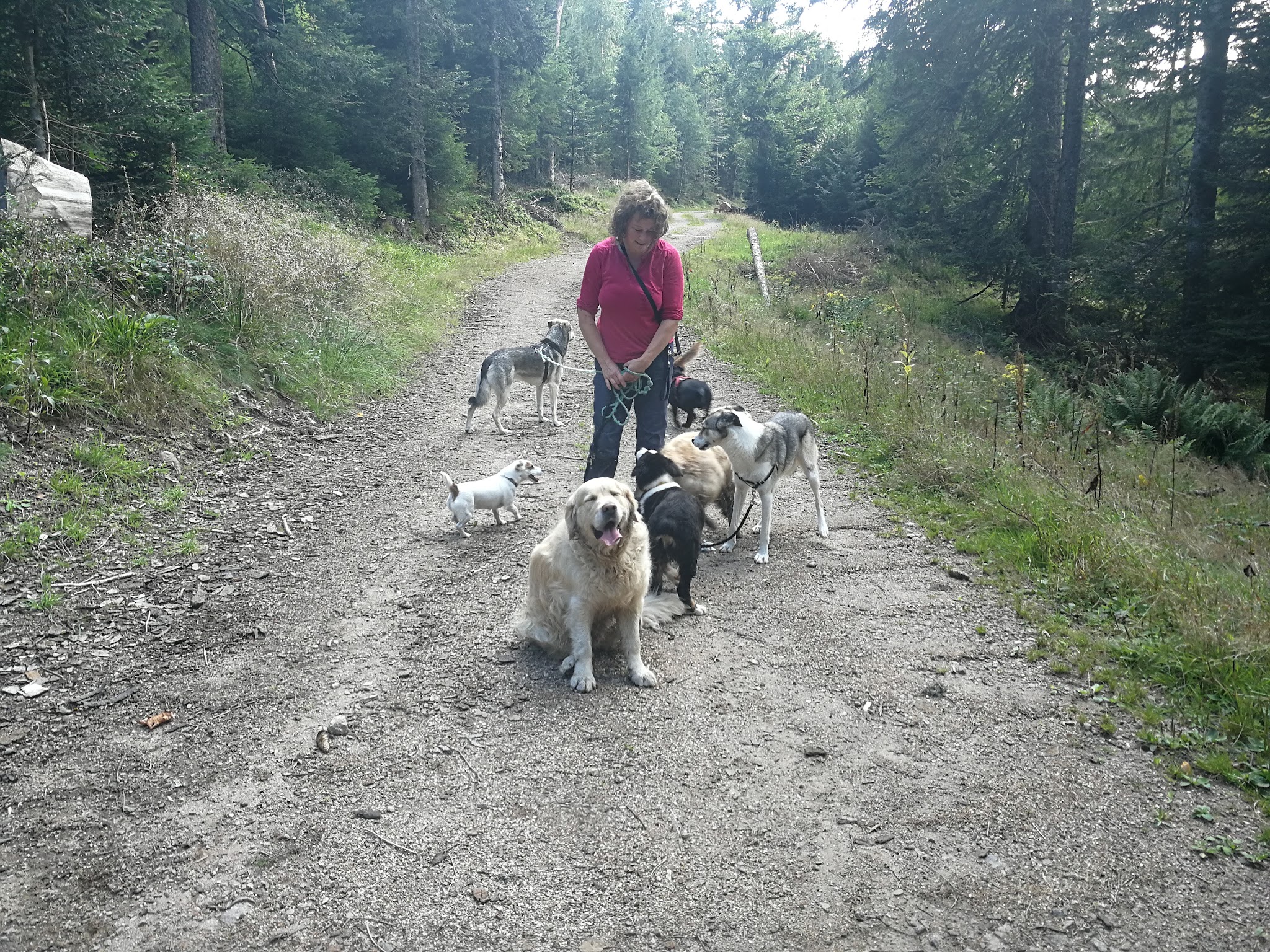 Pension Canine Chez Sophie