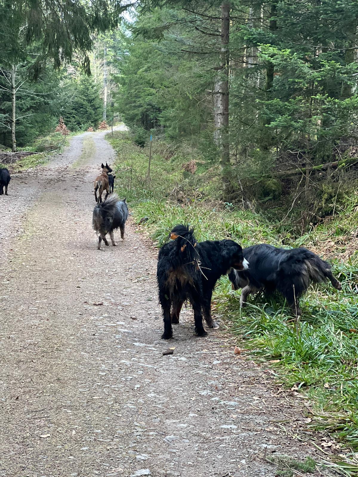 Pension Canine Chez Sophie — photo