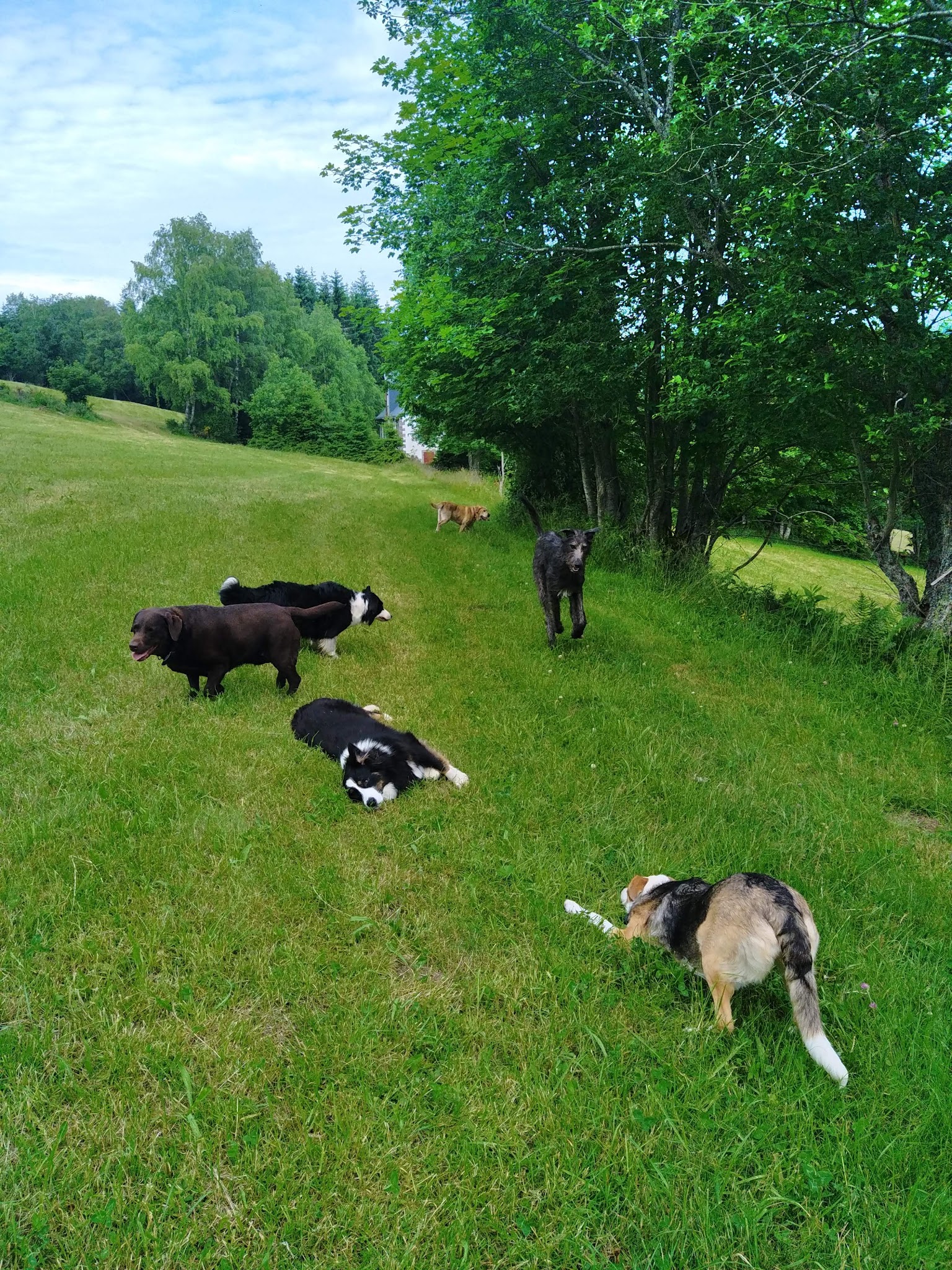 Pension Canine Chez Sophie — photo
