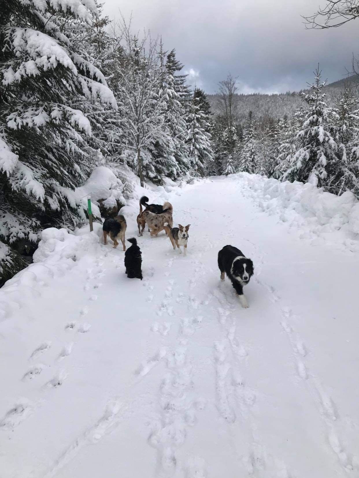Pension Canine Chez Sophie — photo