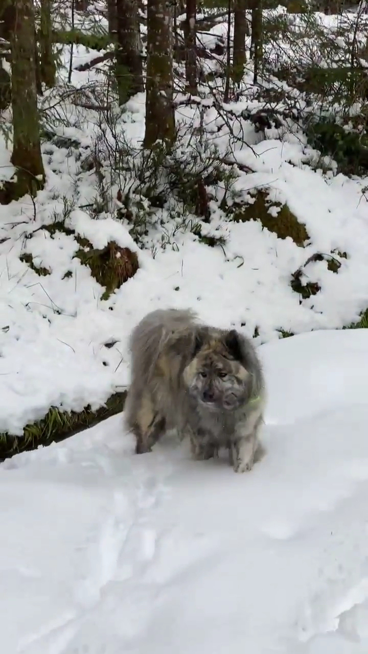 Pension Canine Chez Sophie — photo
