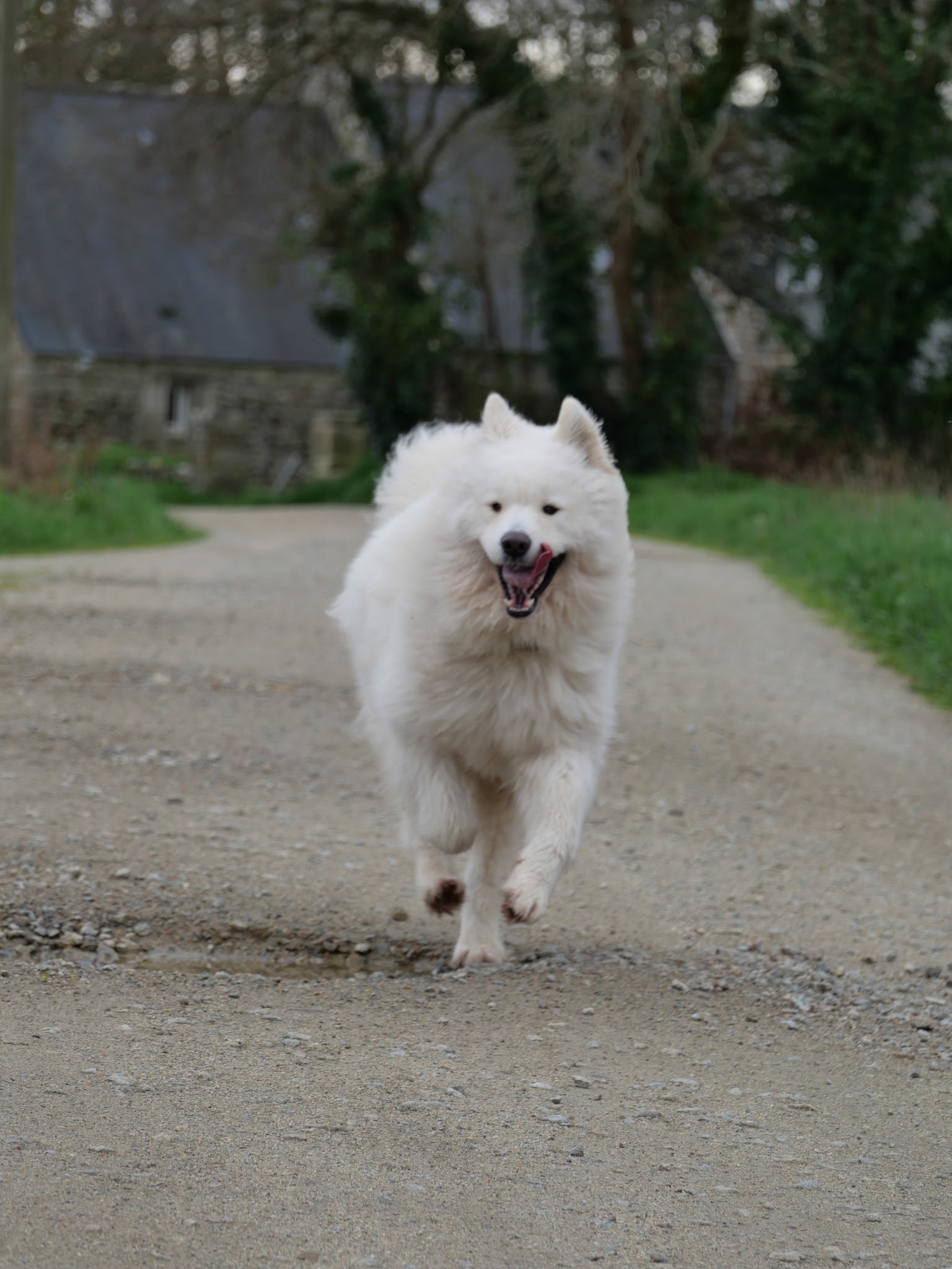 Jérôme Éducateur Canin