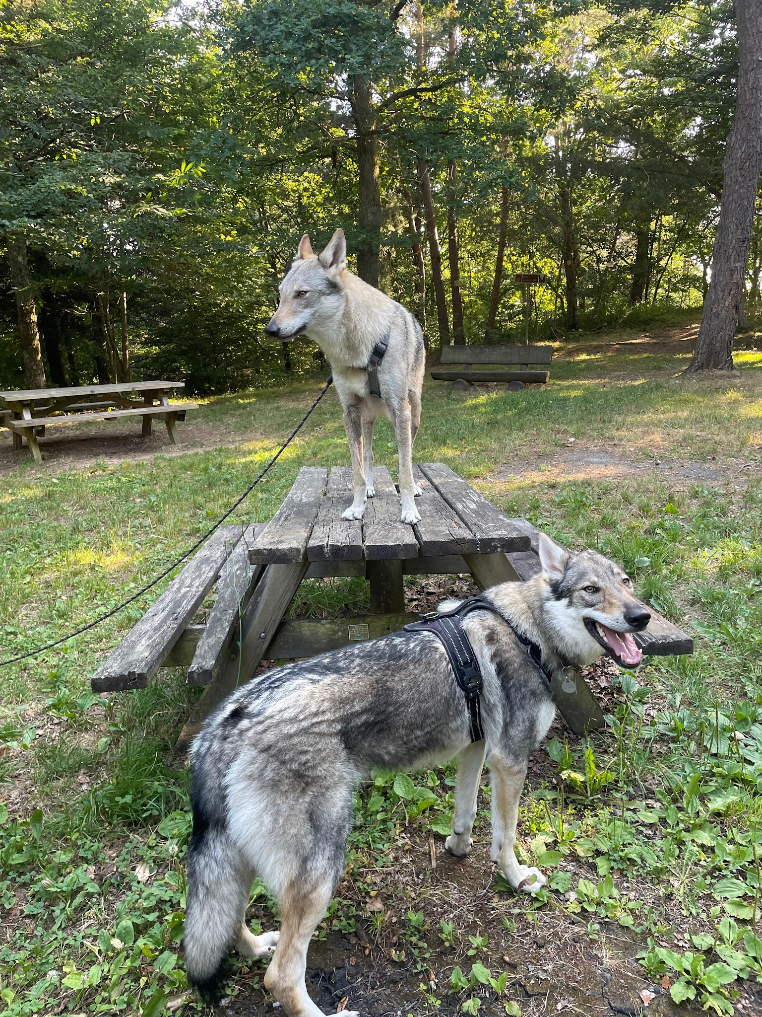 Jérôme Éducateur Canin — photo
