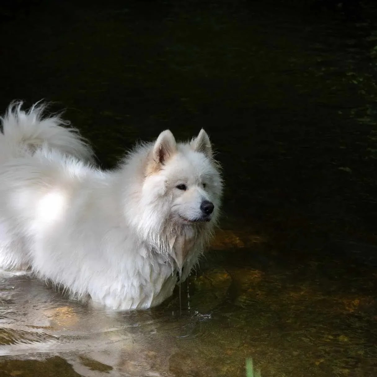 Jérôme Éducateur Canin — photo