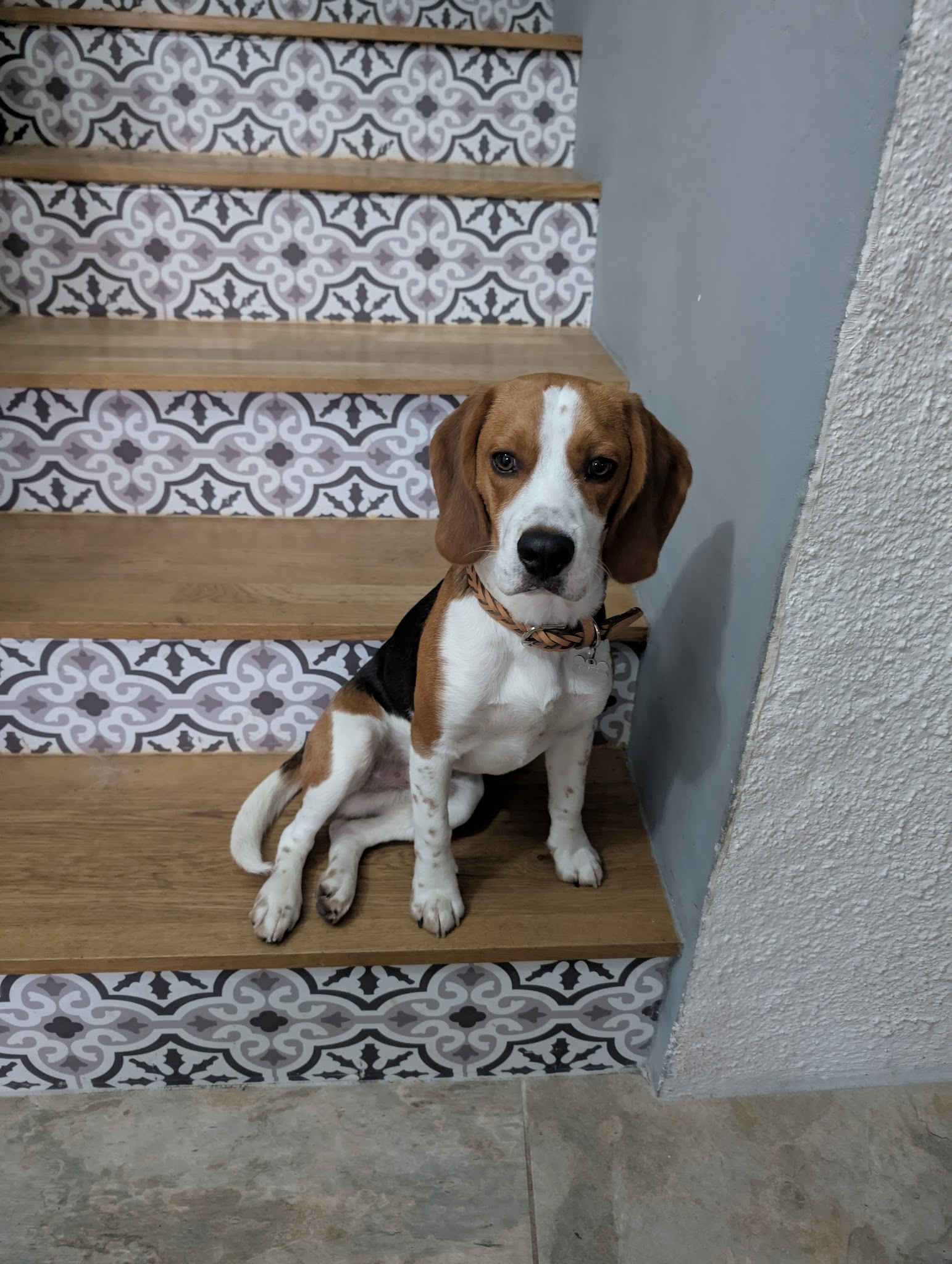 Esprit Canin &Co — photo